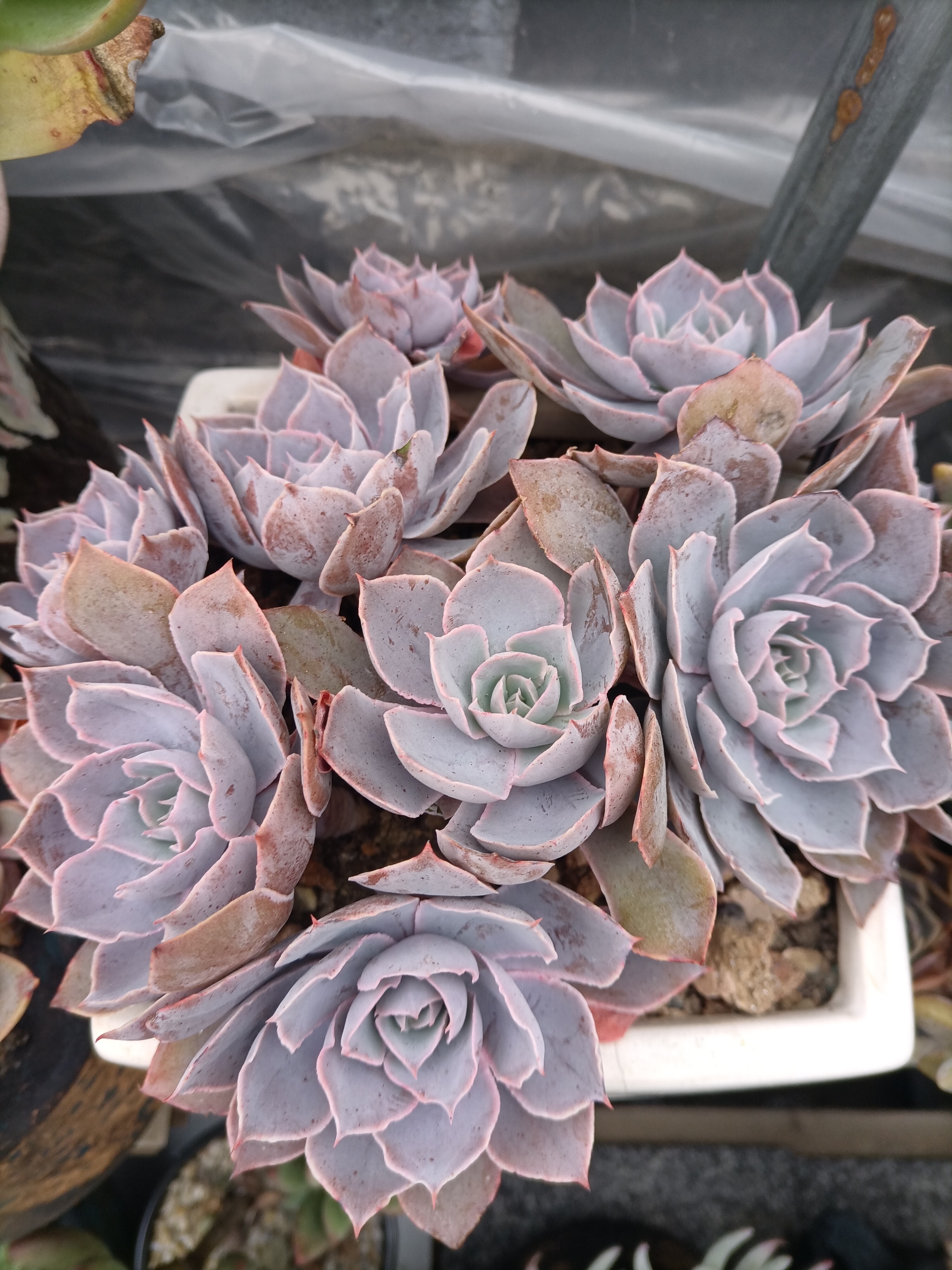 每日一肉…pinky