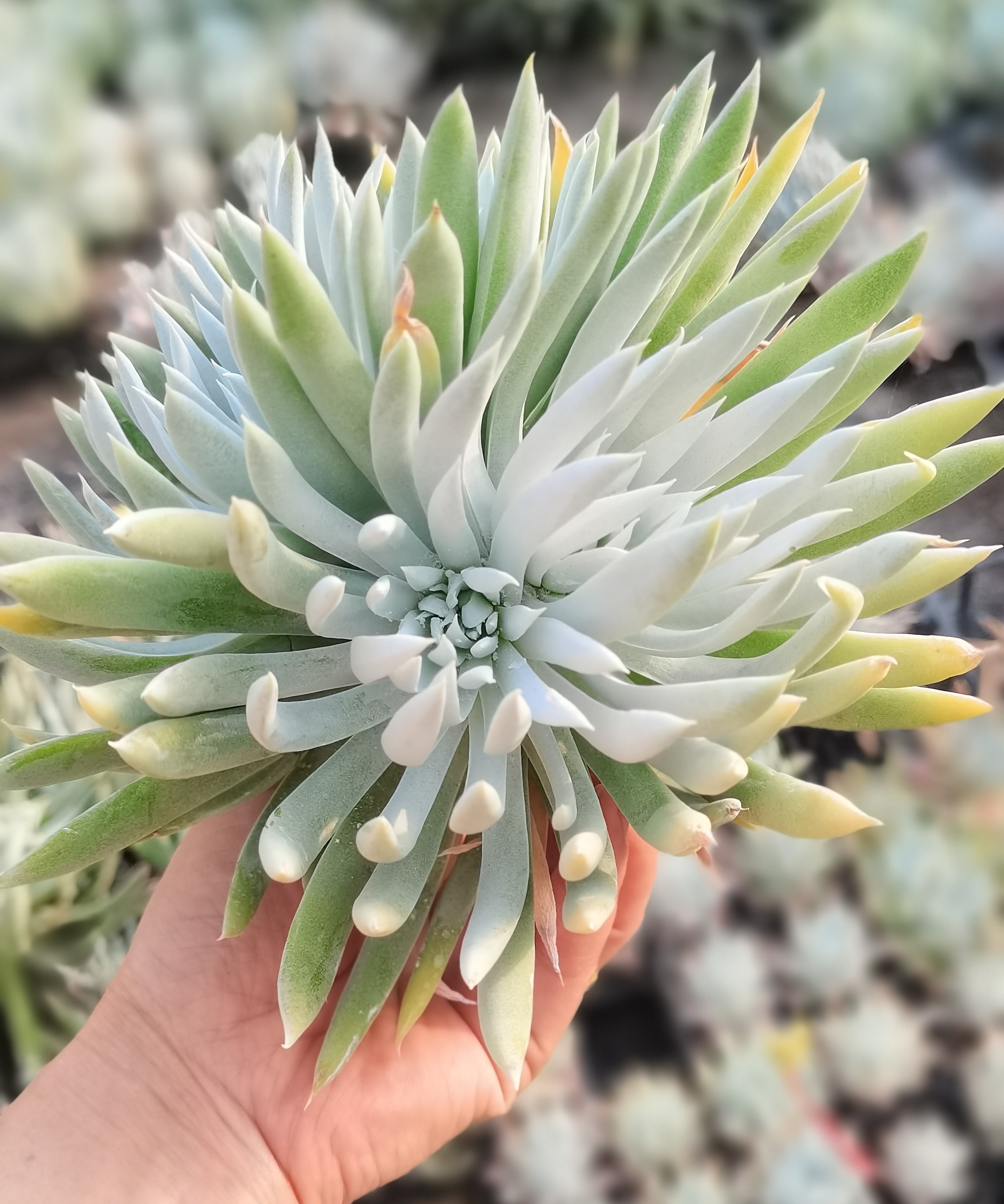 仙女杯奴婢吉娜多肉