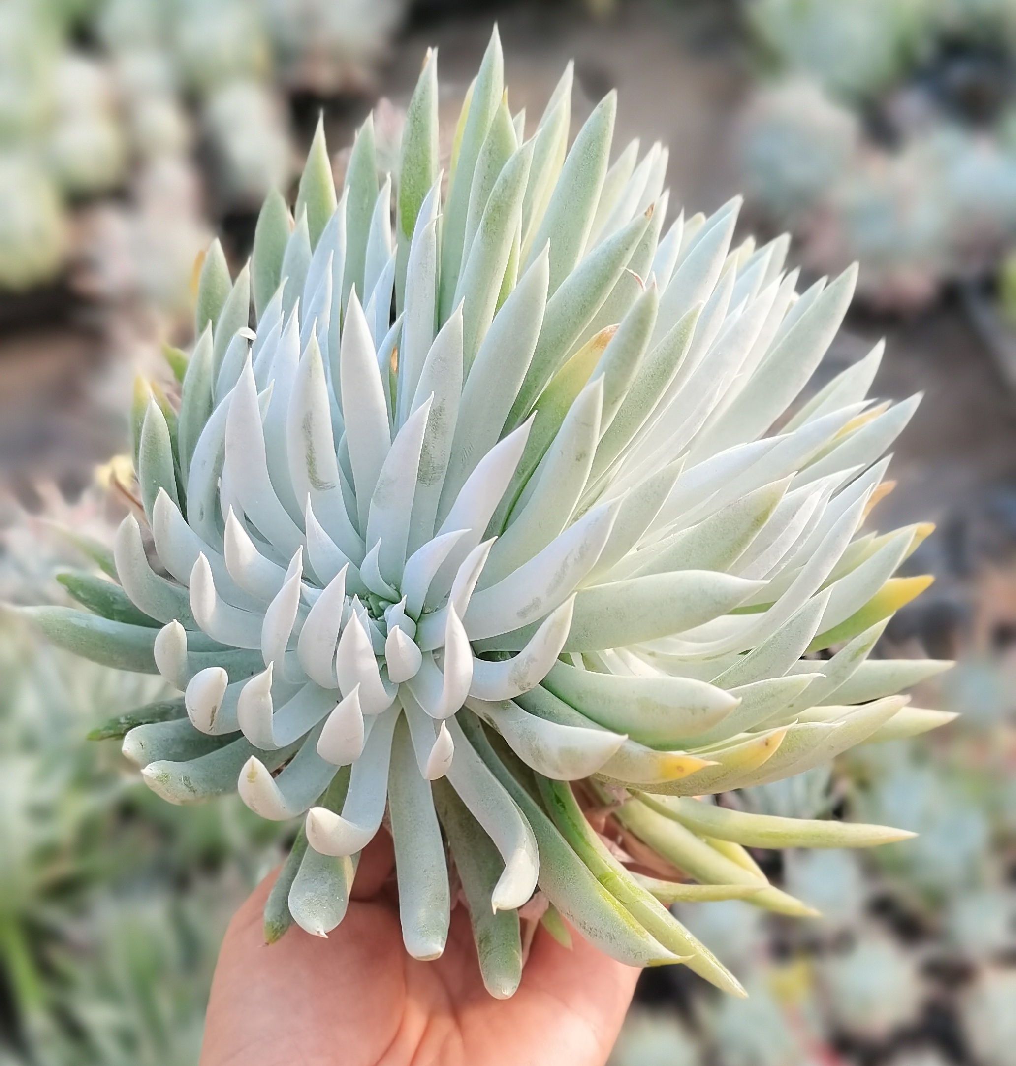 仙女杯奴婢吉娜多肉