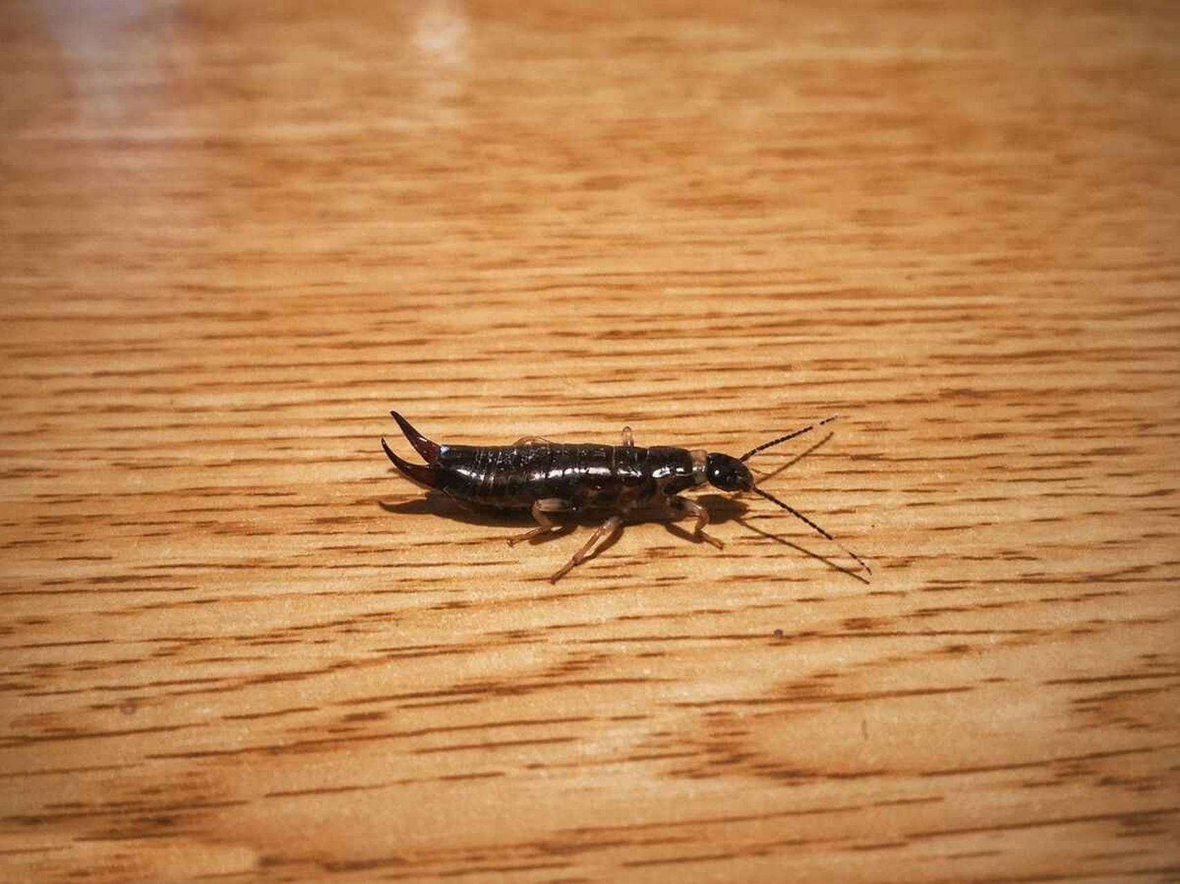 今天,我正在写作业,刚想休息一会,就发现地上有一只小虫子