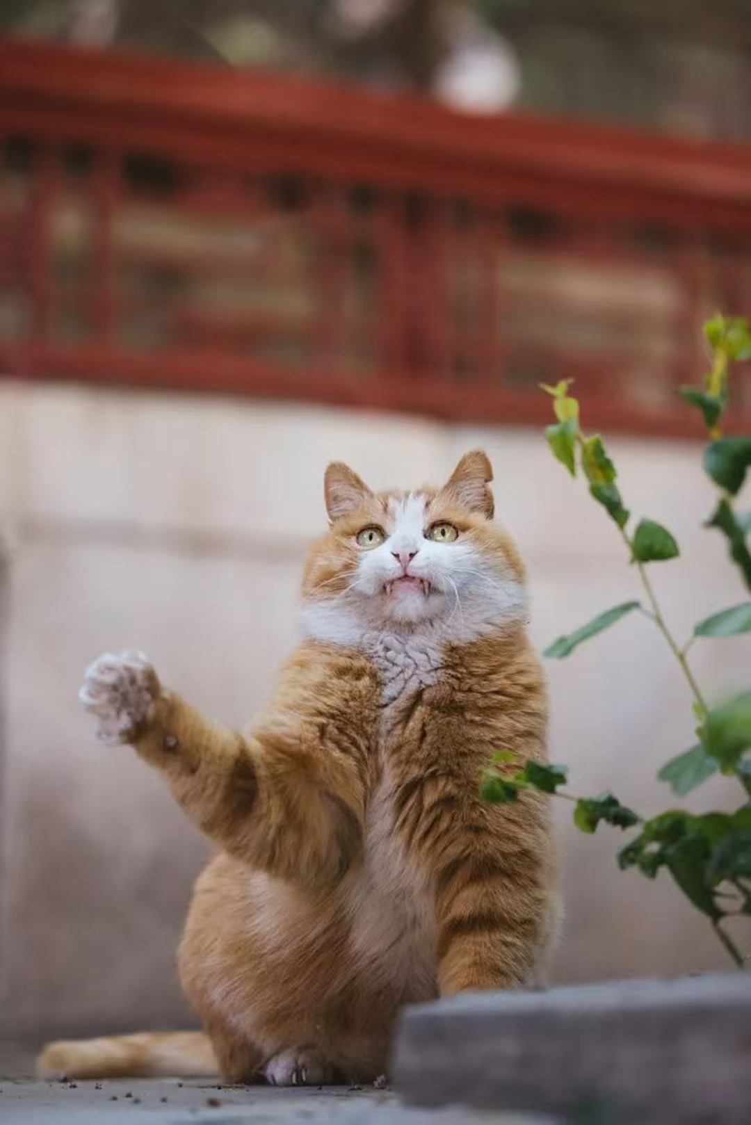 今天看到一组故宫虎牙猫～帕帕的一组照片 忍不住分享给大家[比心]
