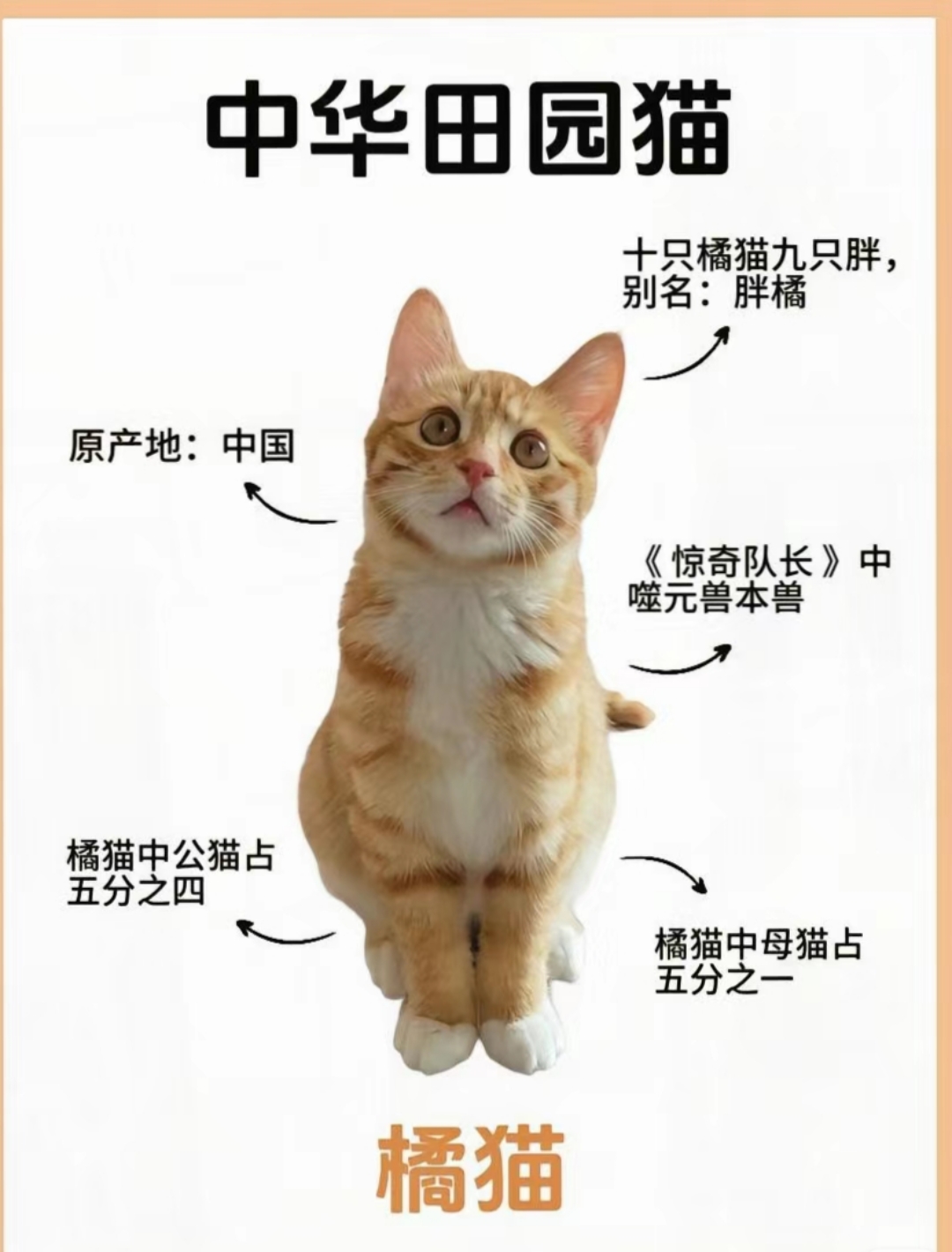 土猫多少钱一只图片