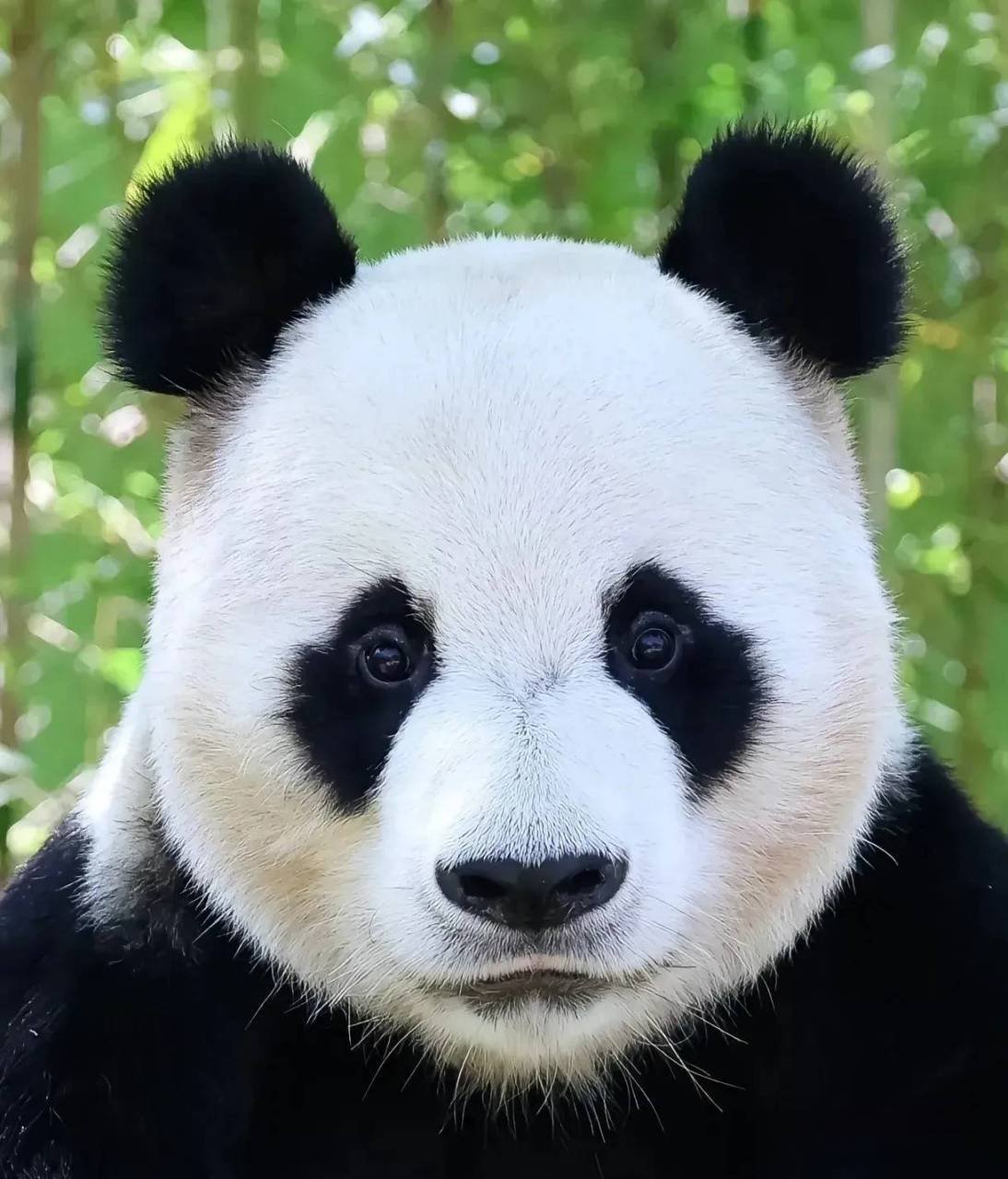 78旅韩大熊猫爱宝(华妮)的"双胞胎"熊猫诞生了78 94:第一,180g