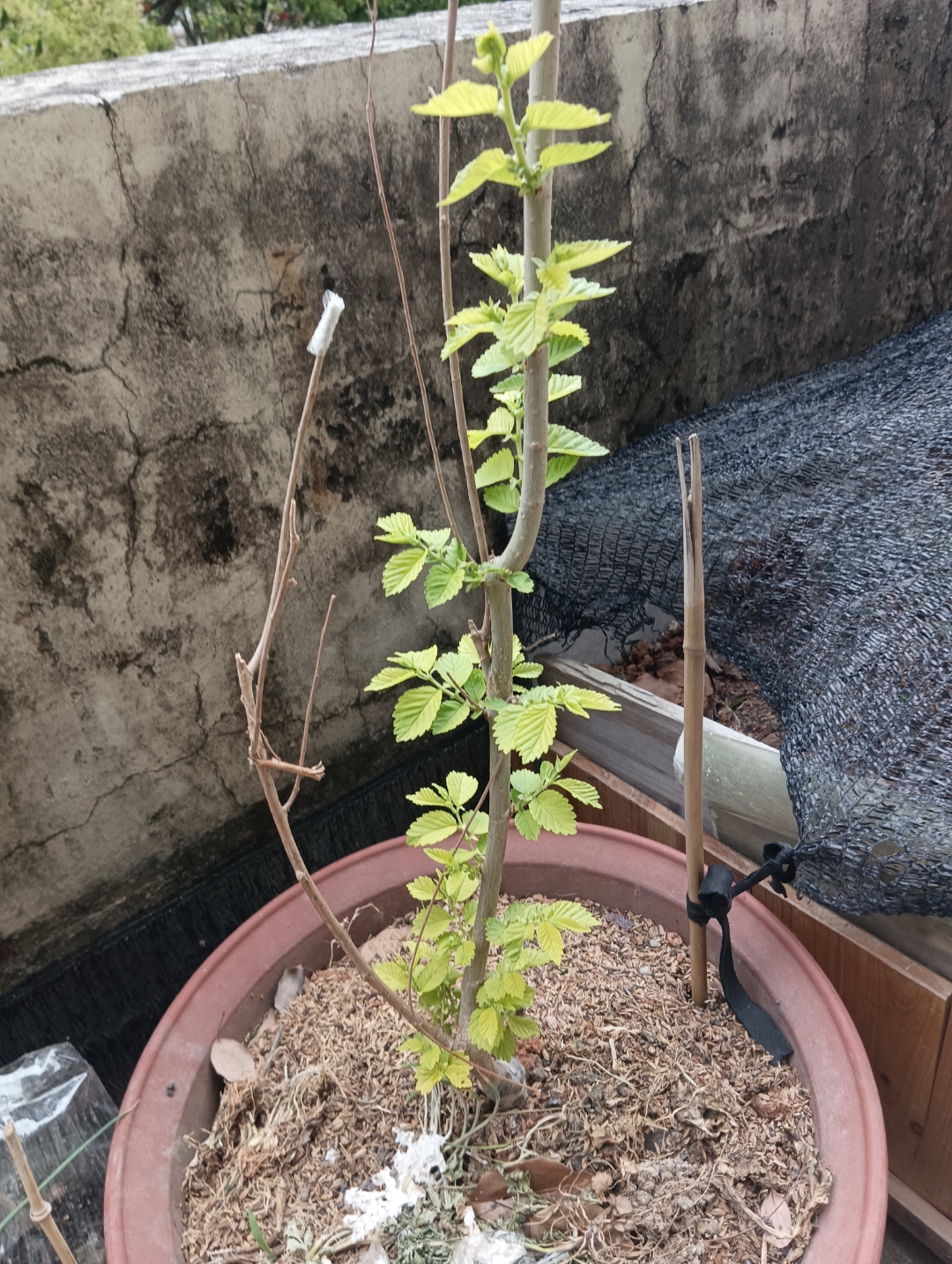 这是什么苗,我拍的是樱桃苗,你们看看樱桃苗是这样吗,现在人做生意假