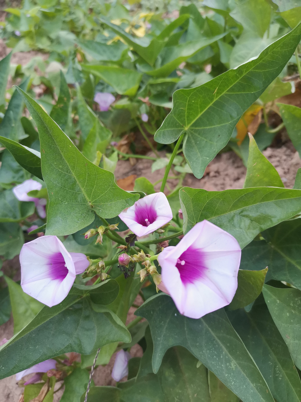 你见过开花的红薯吗?红薯不仅地下块根可食,嫩叶也可做菜.