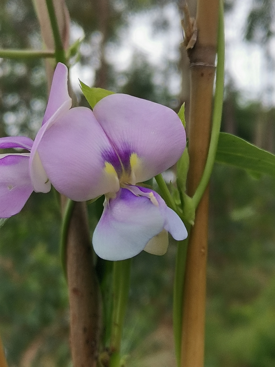 对,就是豇豆花.