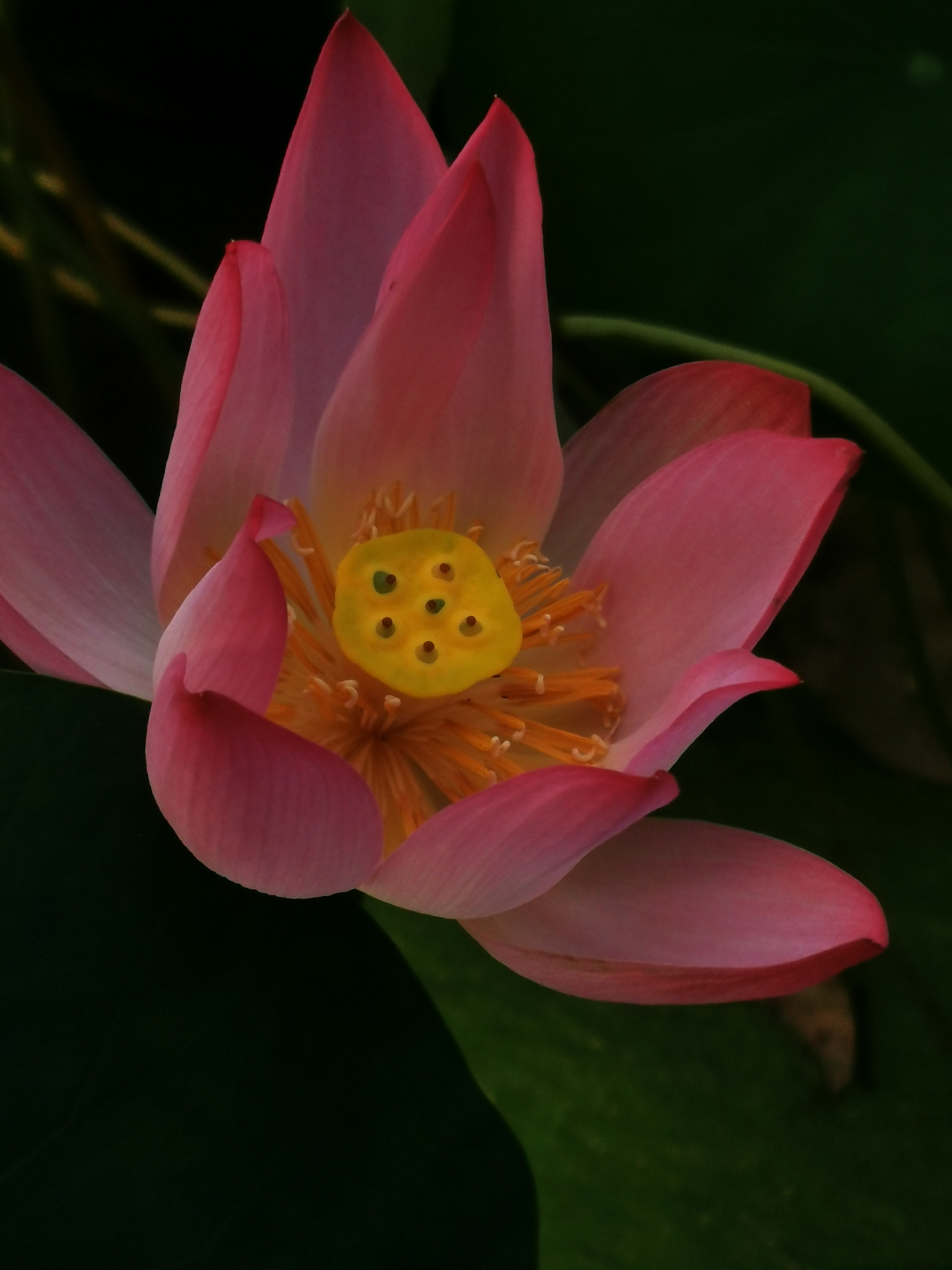 粉红碗莲