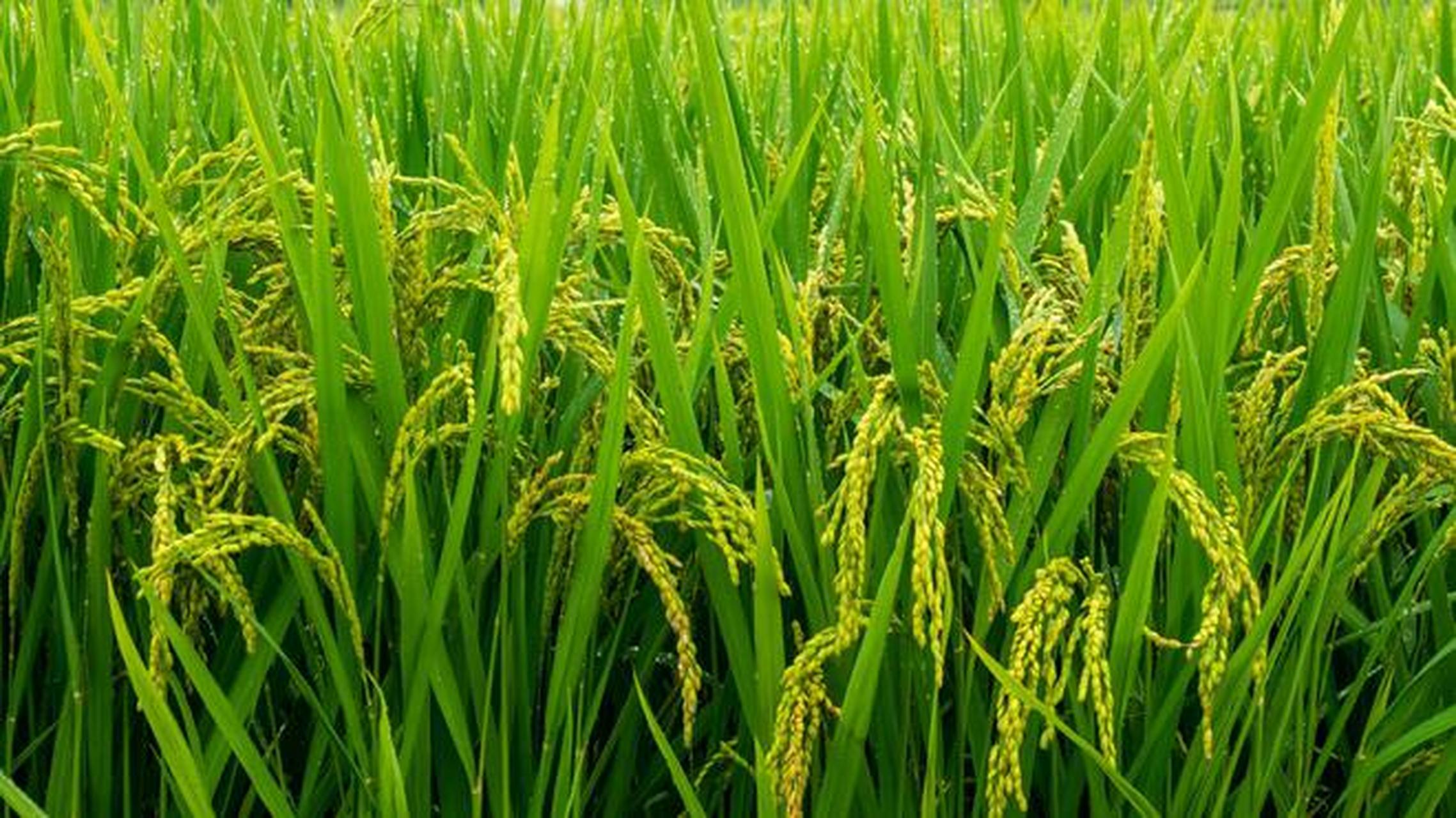 丰收节  文/庄金尧  稻菽流金遍地铺,果蔬溢彩漫天舒.