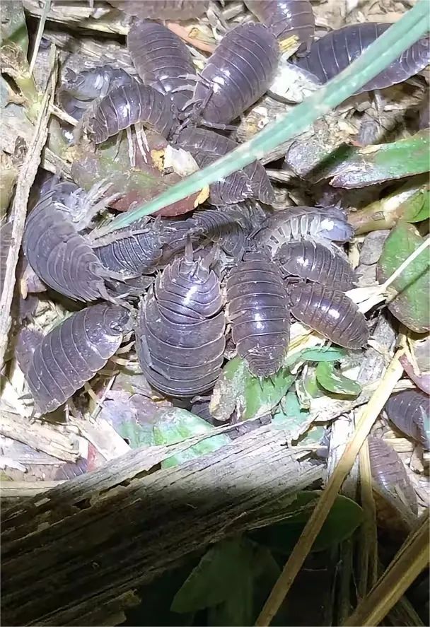 所以就想问问大家,有没有知道的来说说这个虫子叫什么名字?