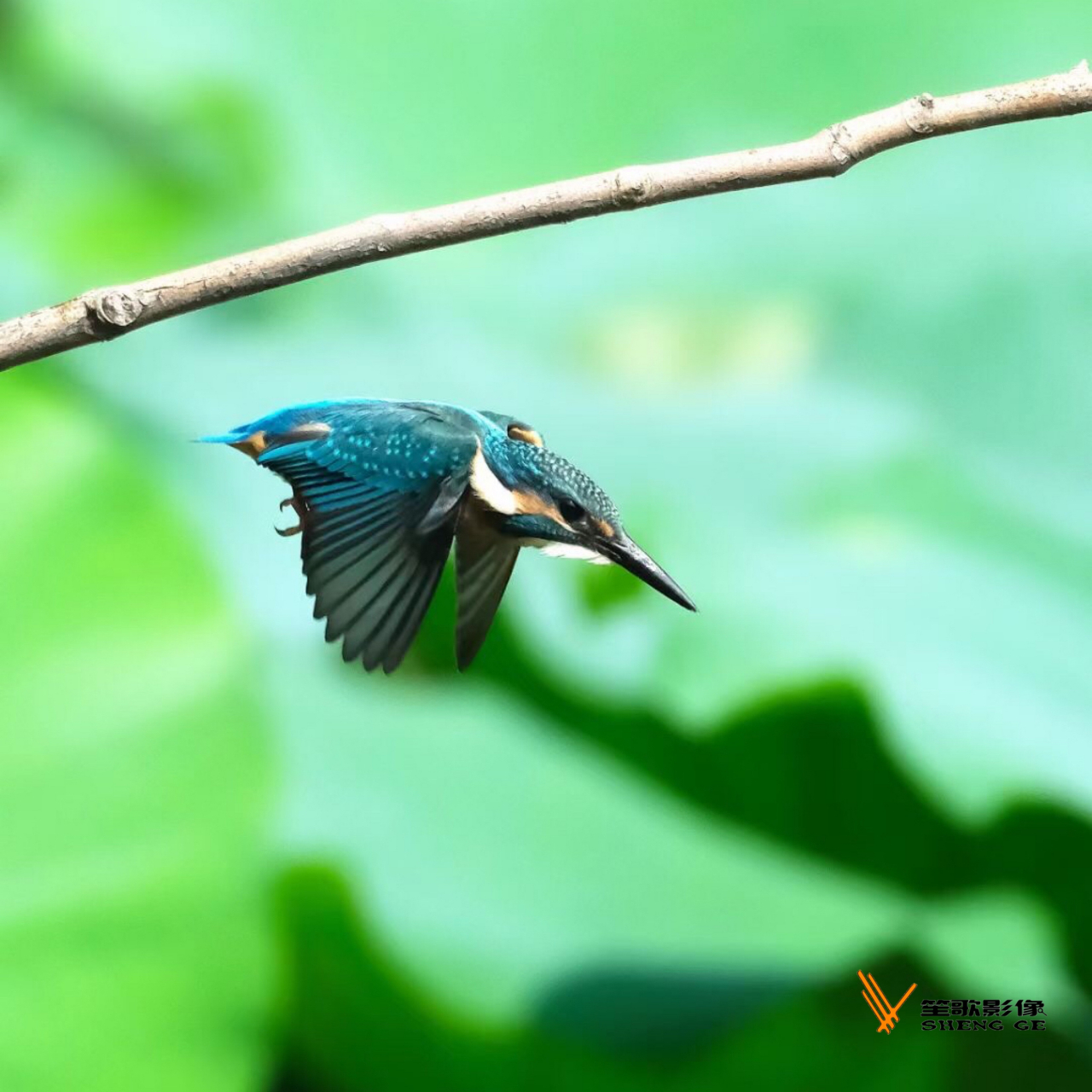 早安 你好#济南头条#大明湖鸟天堂#丛芦笙摄影#原创#我拍你看#头条