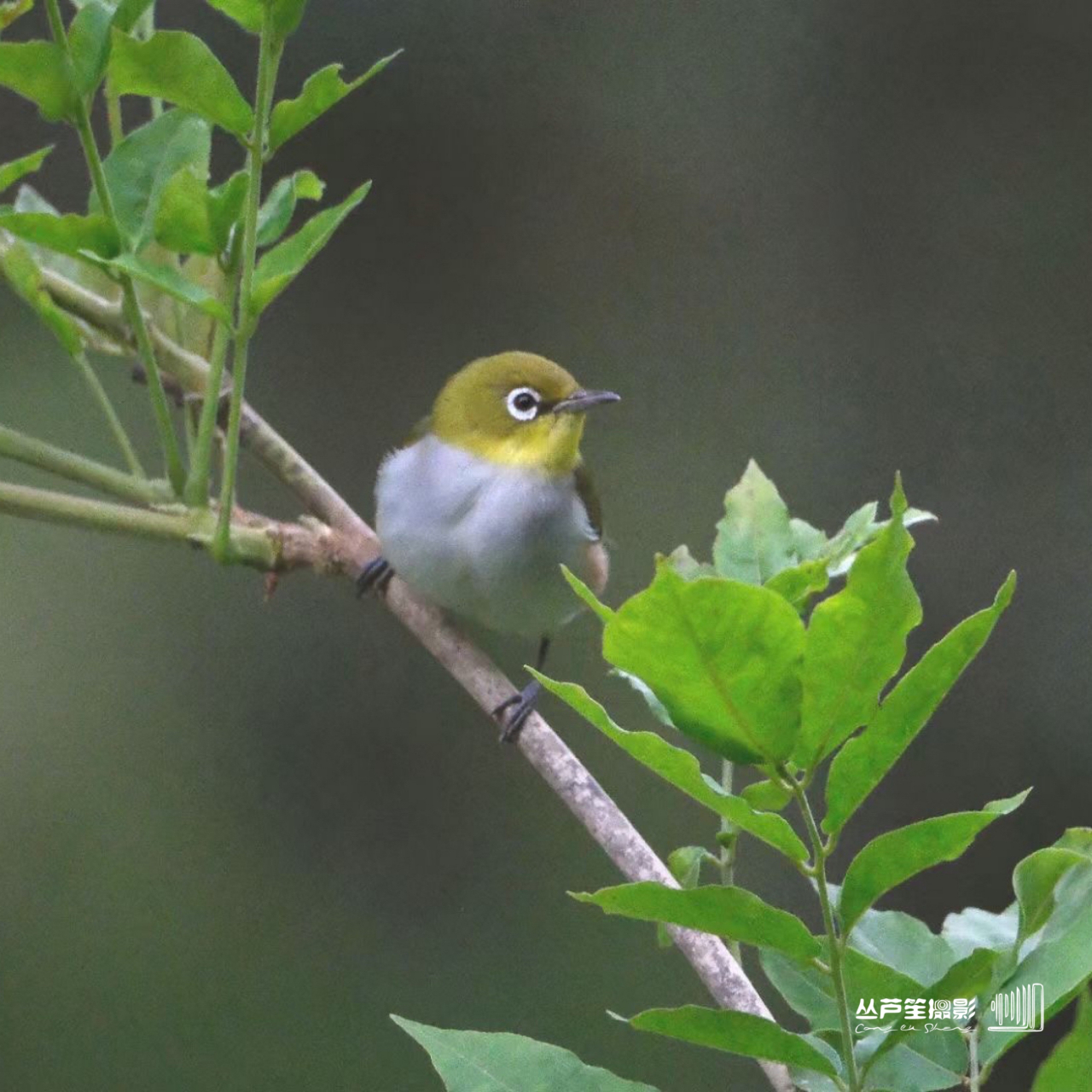 早安 你好#济南头条#五洲农业鸟天堂#丛芦笙摄影作品#原创#我拍你看