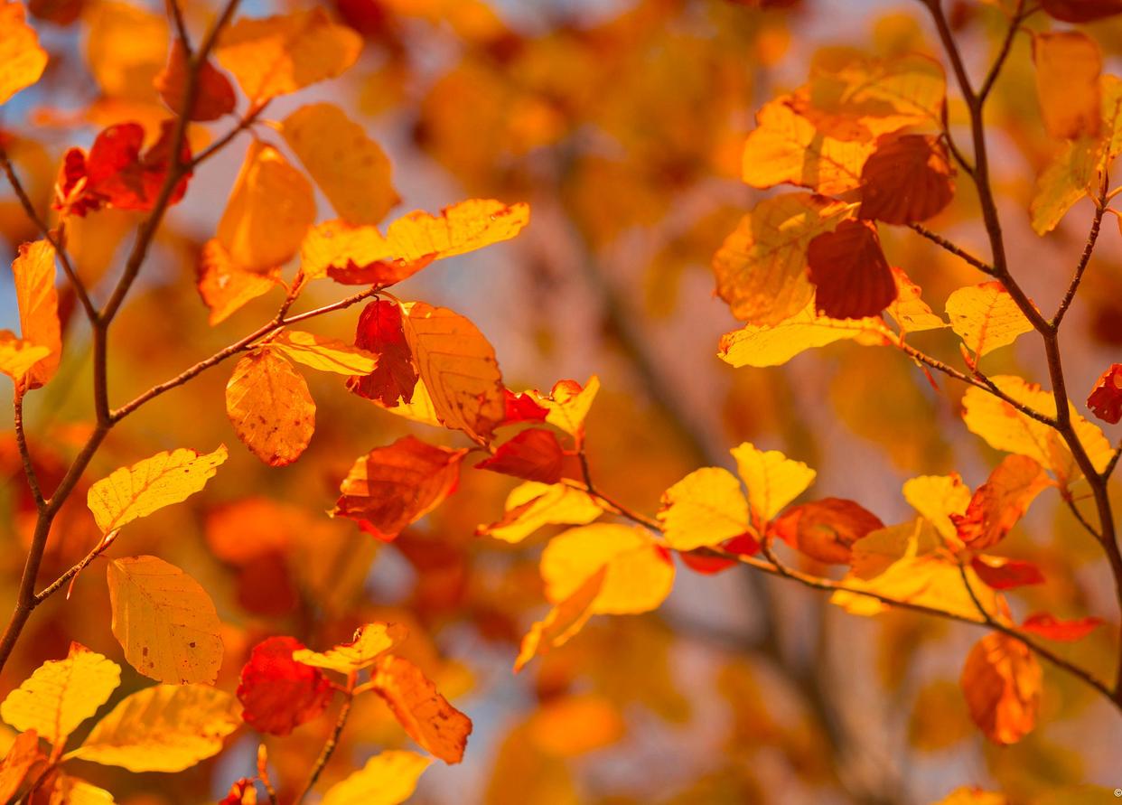 作者:王立河  岁月静好织锦绣  山河壮美染清秋