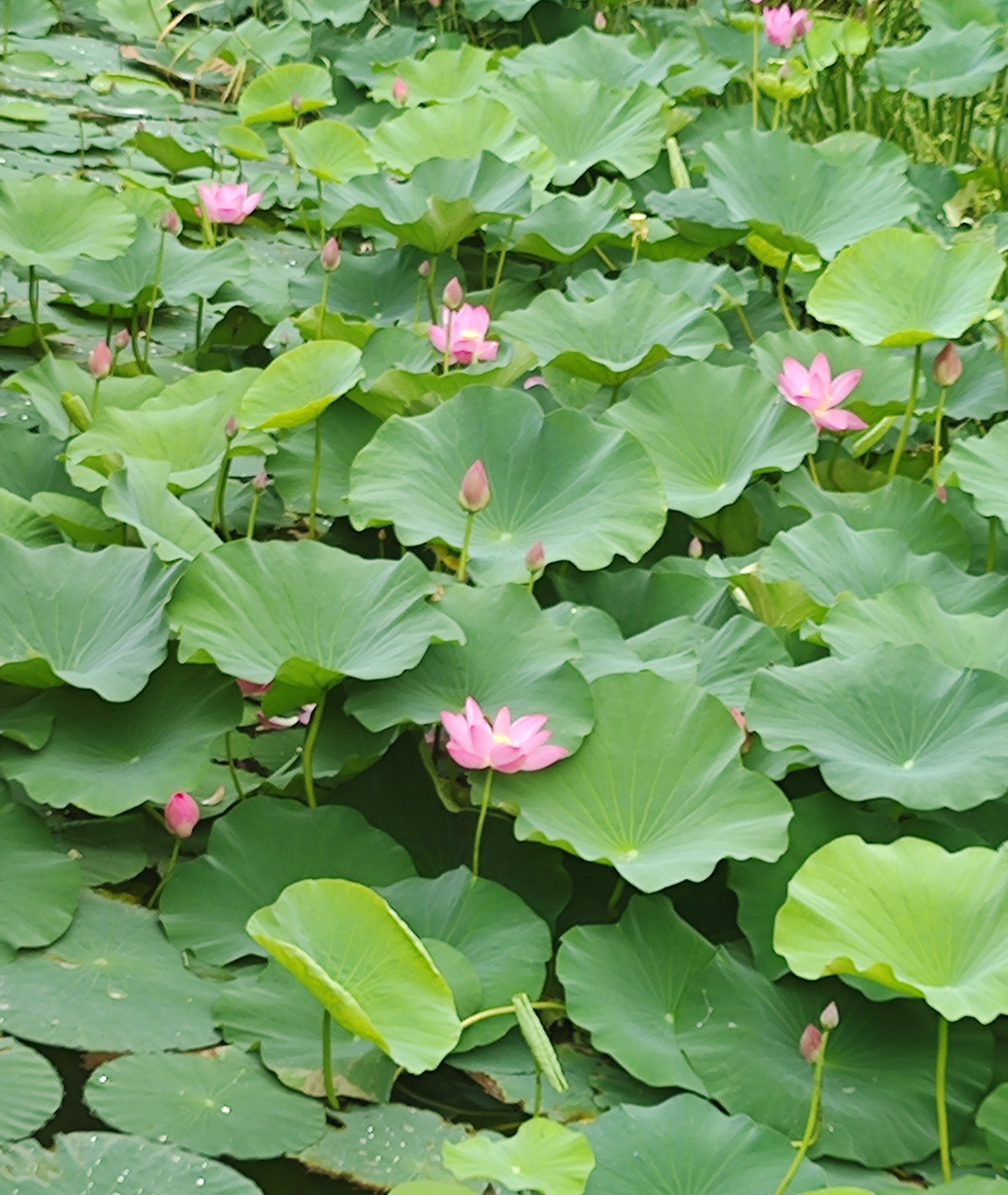 作者:王立河  清风拂面消暑气  荷艳池塘香远溢