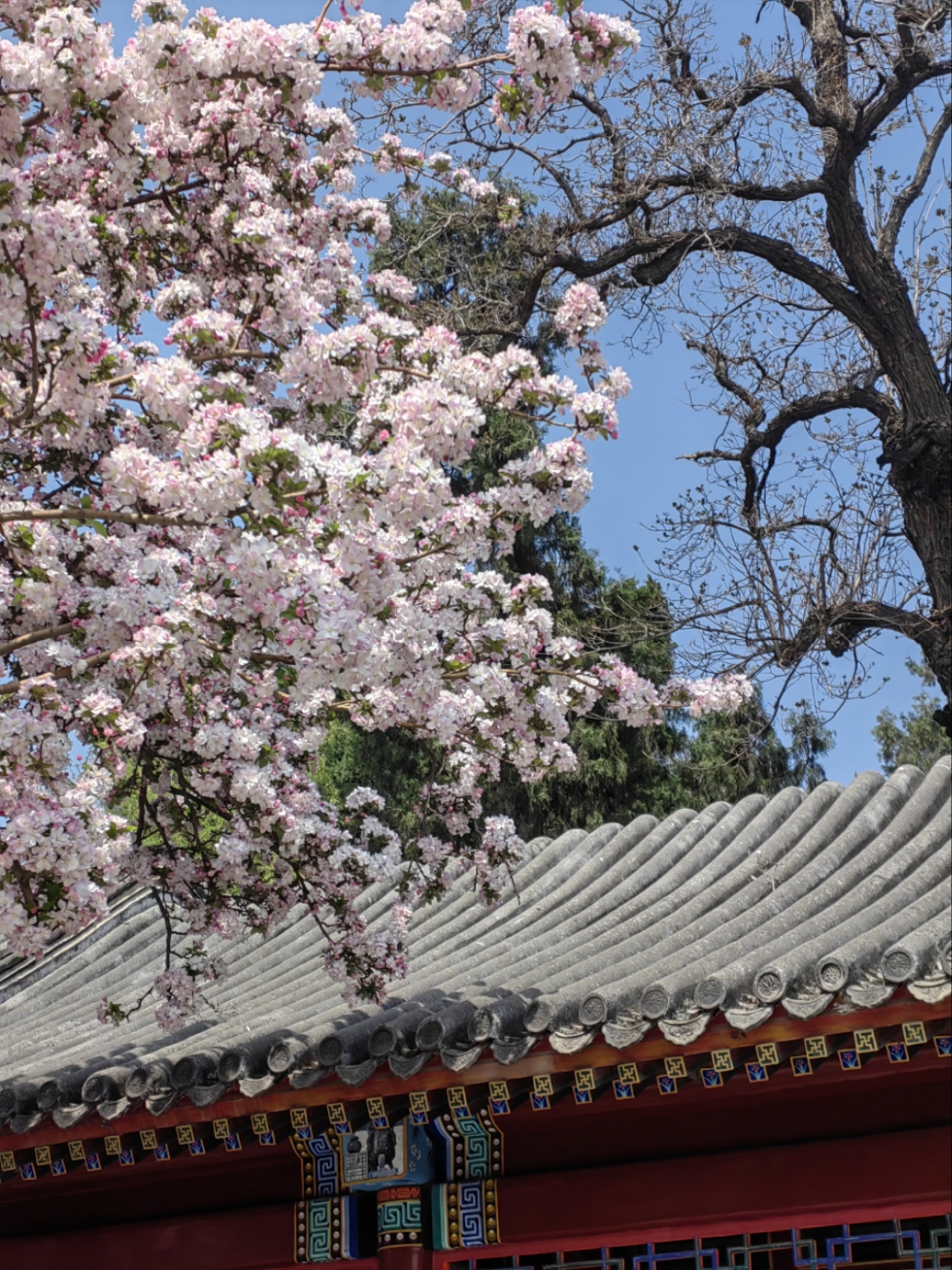 春北海公园游记                作者马爱云  京春夺天宫,瑶池落北海.