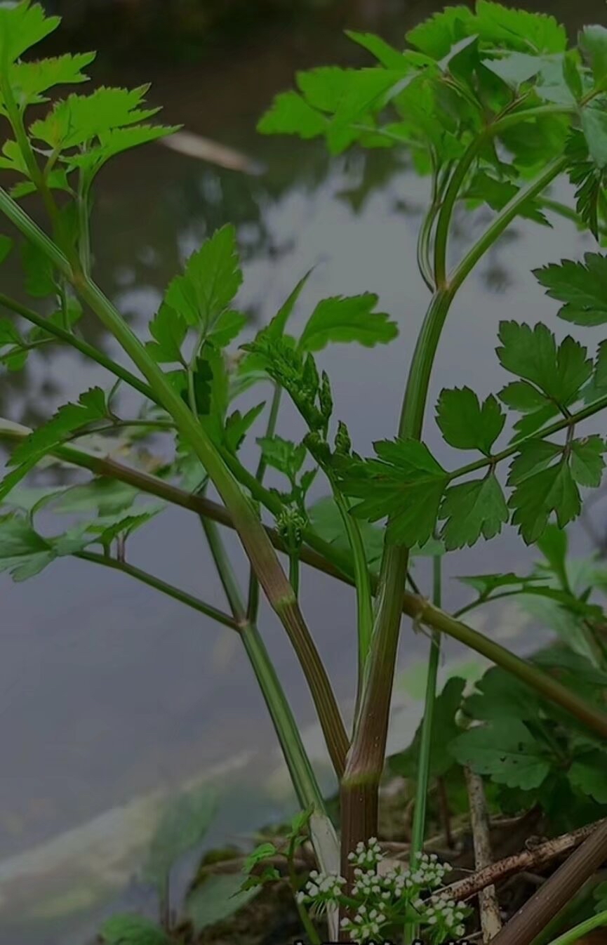 水香菜图片及功效图片