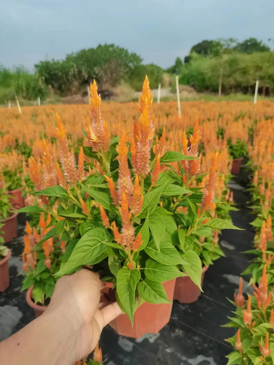 鸡冠花图片花语图片