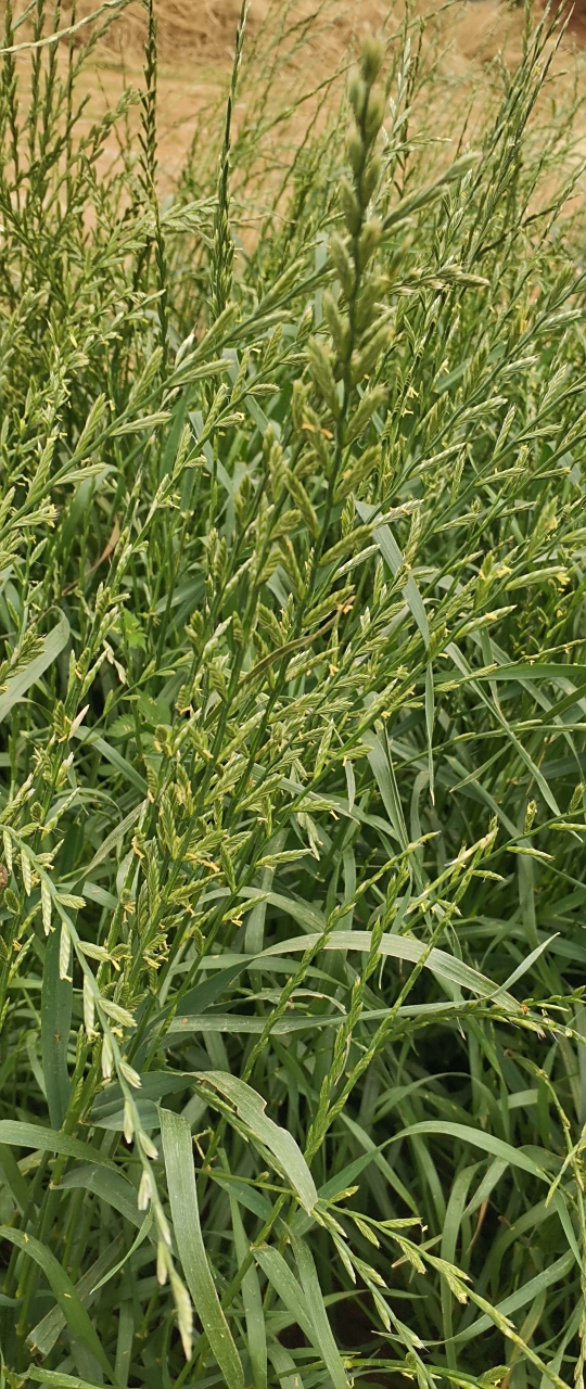 多花黑麦草图片(多花黑麦草图片对比图) - 123植物网