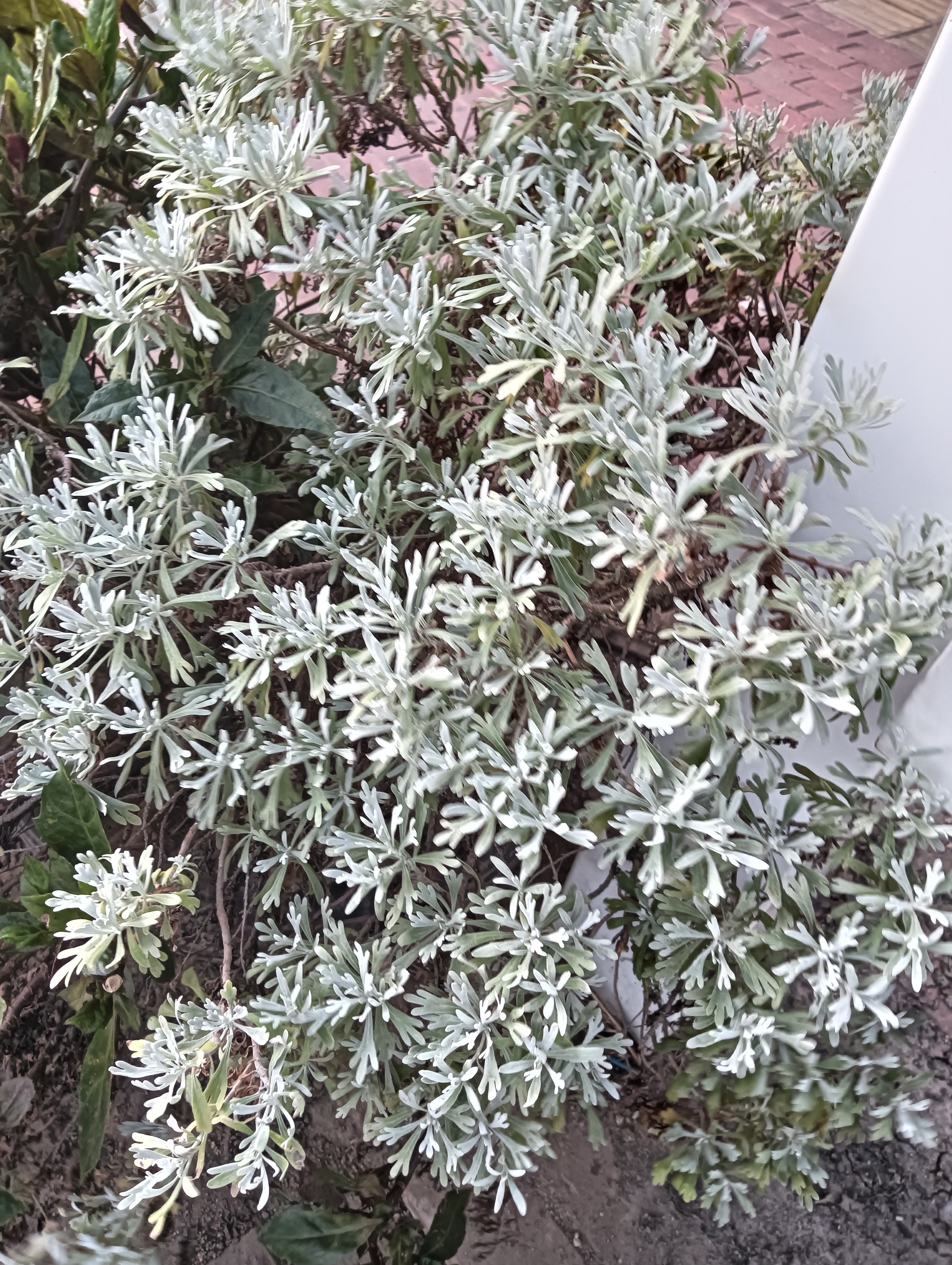 不知道是不是真的?