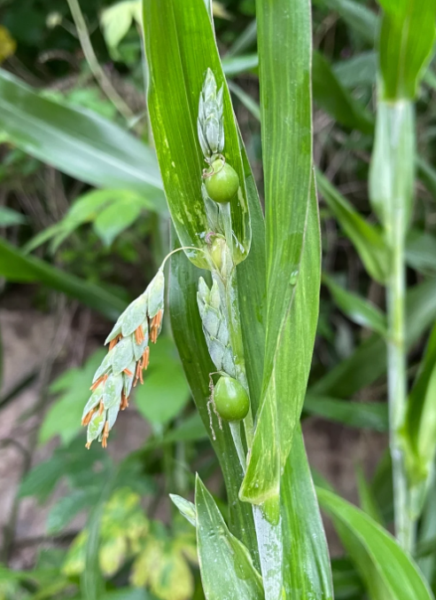 有几个人是有玩过这种"草珠子",就可以知道咱们是不是一个年代的人