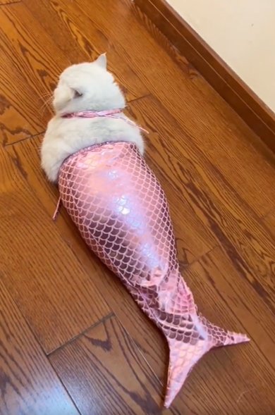 还是这么胖的美人鱼!  #动态连更挑战