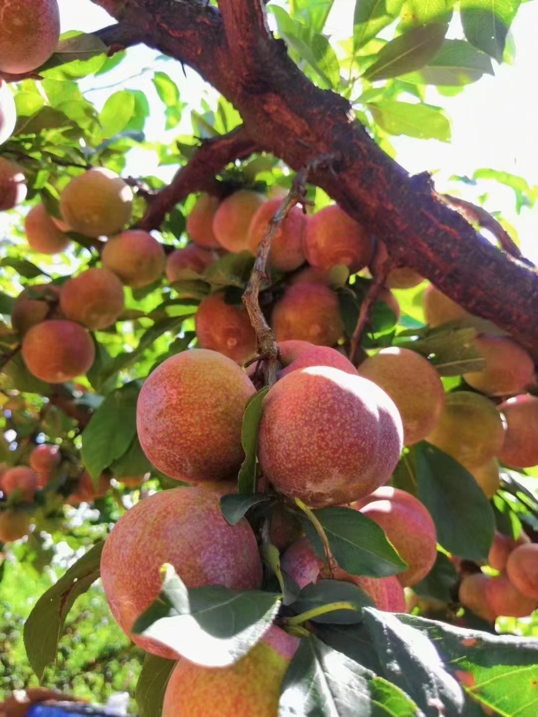 芙蓉李,长得真好,都快流口水了!