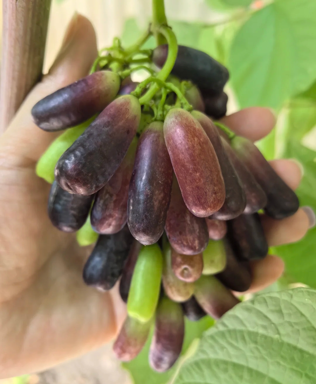 长得长长的,和普通长得圆圆的葡萄,差别也太大了吧?