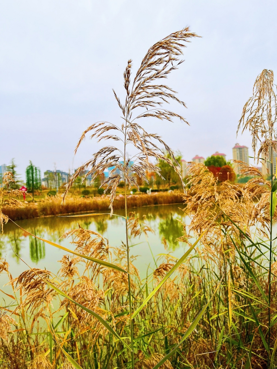 三a级景区河南卫辉市大禹湖,可以说这个秋天最靓丽的景色在哪里都能