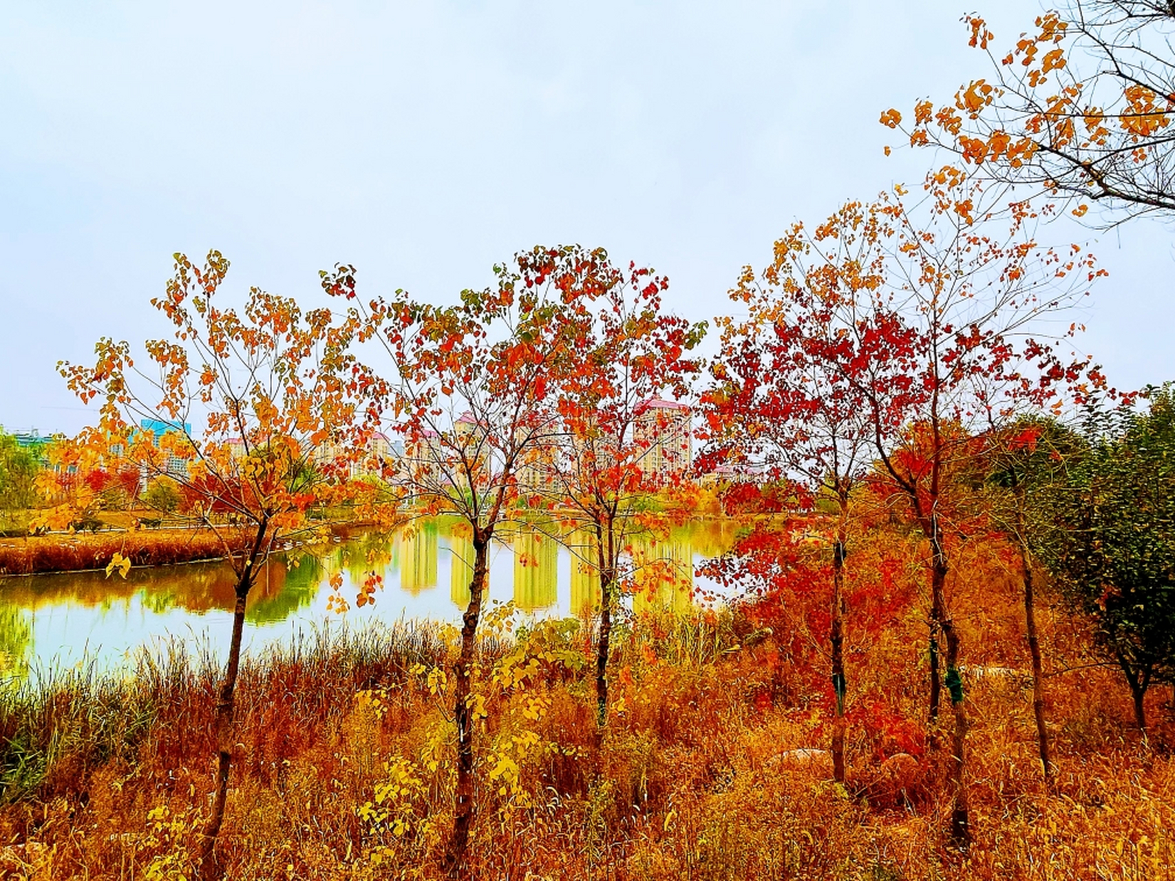 三a级景区河南卫辉市大禹湖,可以说这个秋天最靓丽的景色在哪里都能