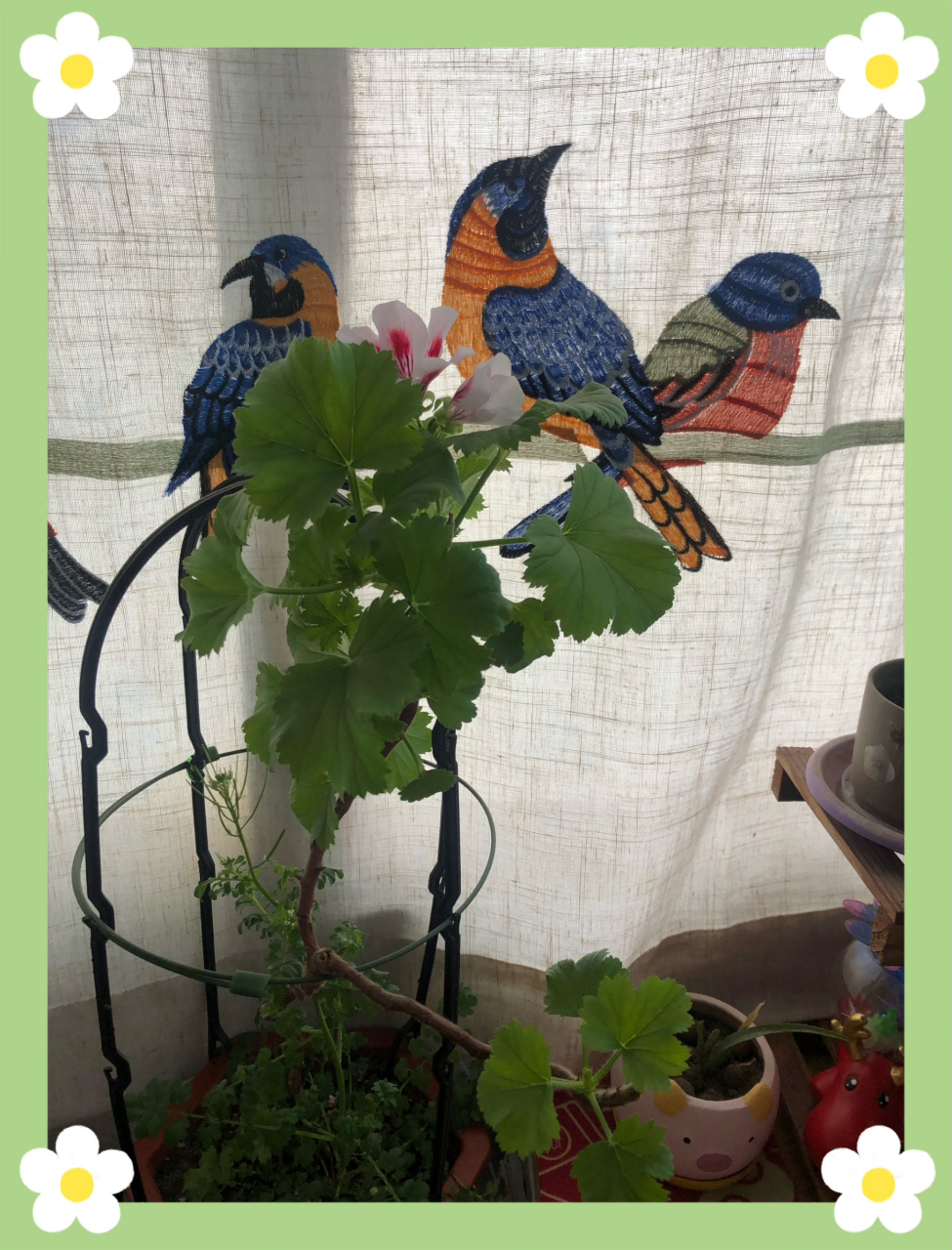 大花天竺葵一一阿兹特克开放95989609 美好生活有花相伴00