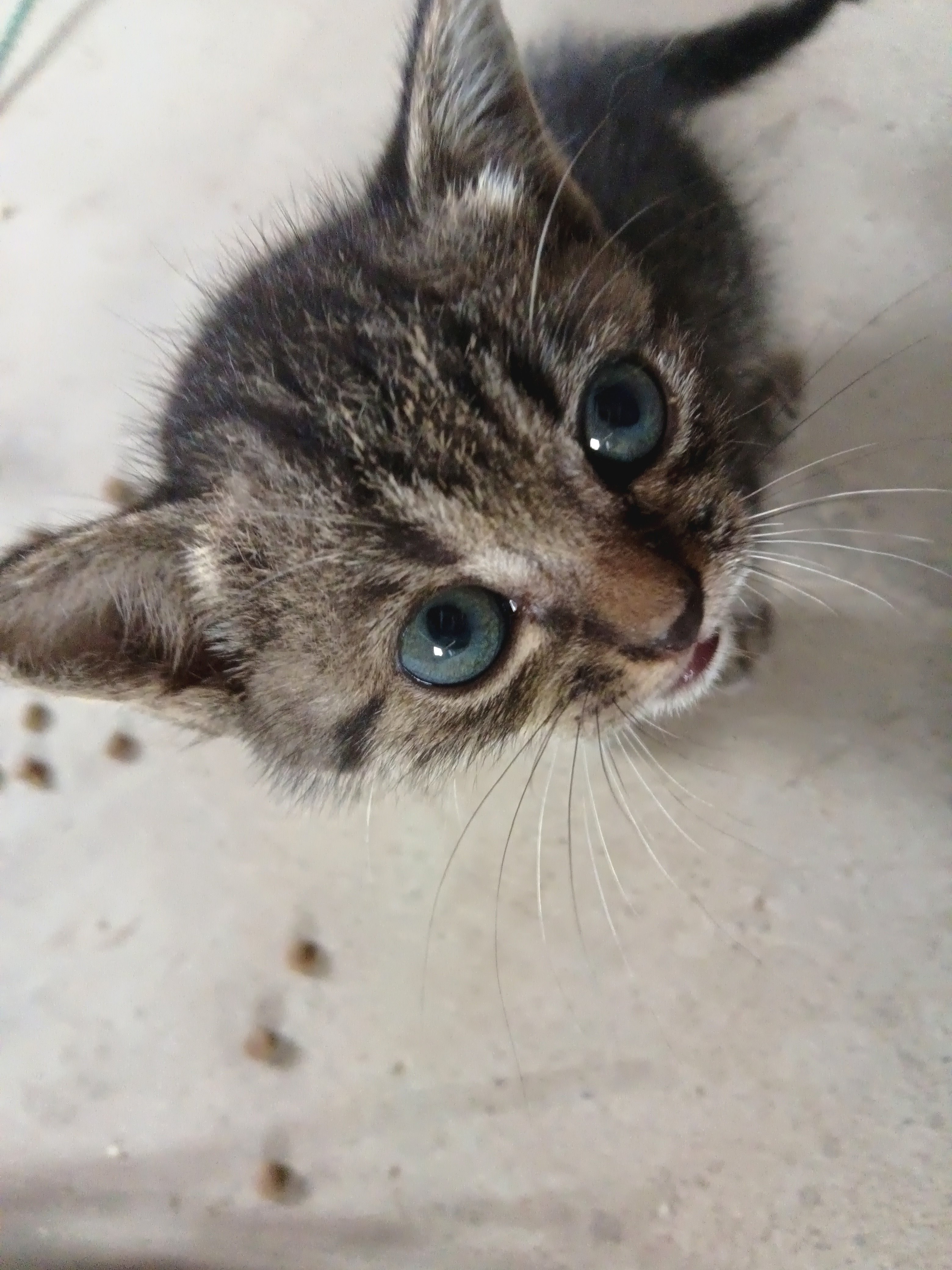 这小猫的叫声,差点震碎我心!