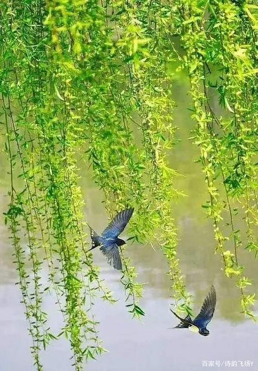 我出上联你来对(较难)  上联:蝴蝶穿花,黄莺过柳,无人不爱三春美