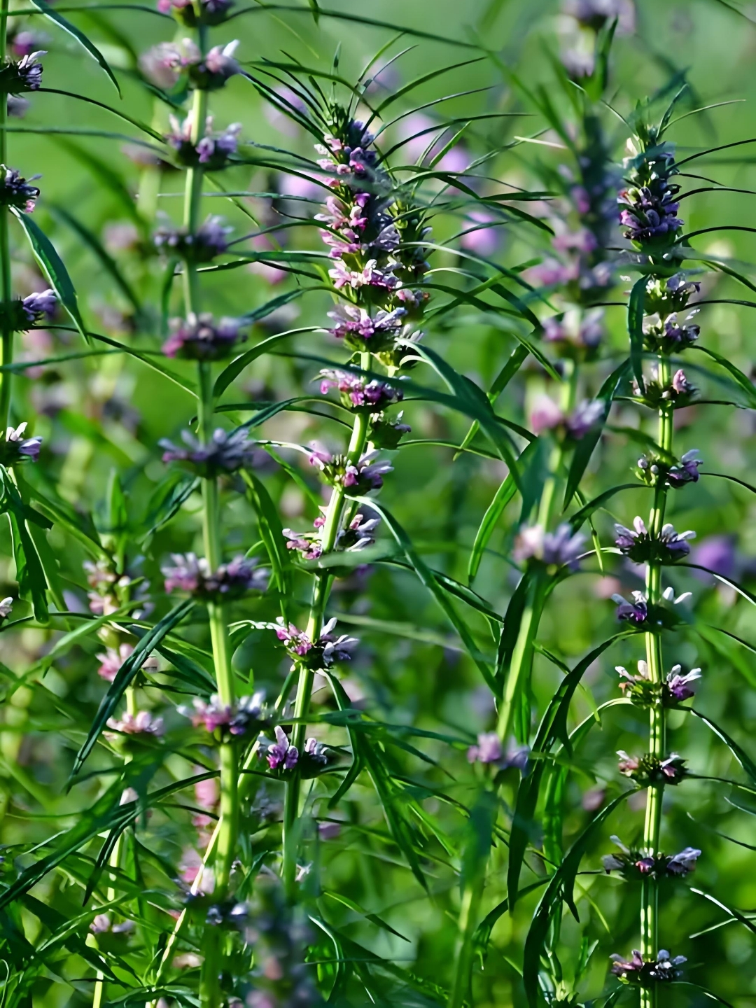 野外识本草,植物益母草又叫茺蔚;第二种