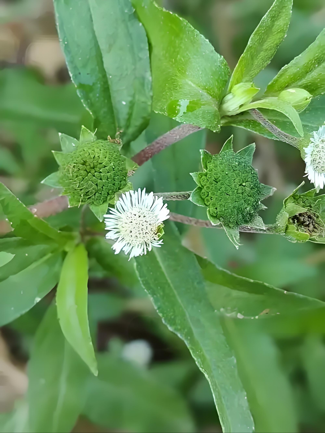 大自然的馈赠# 野外识本草,植物墨旱莲