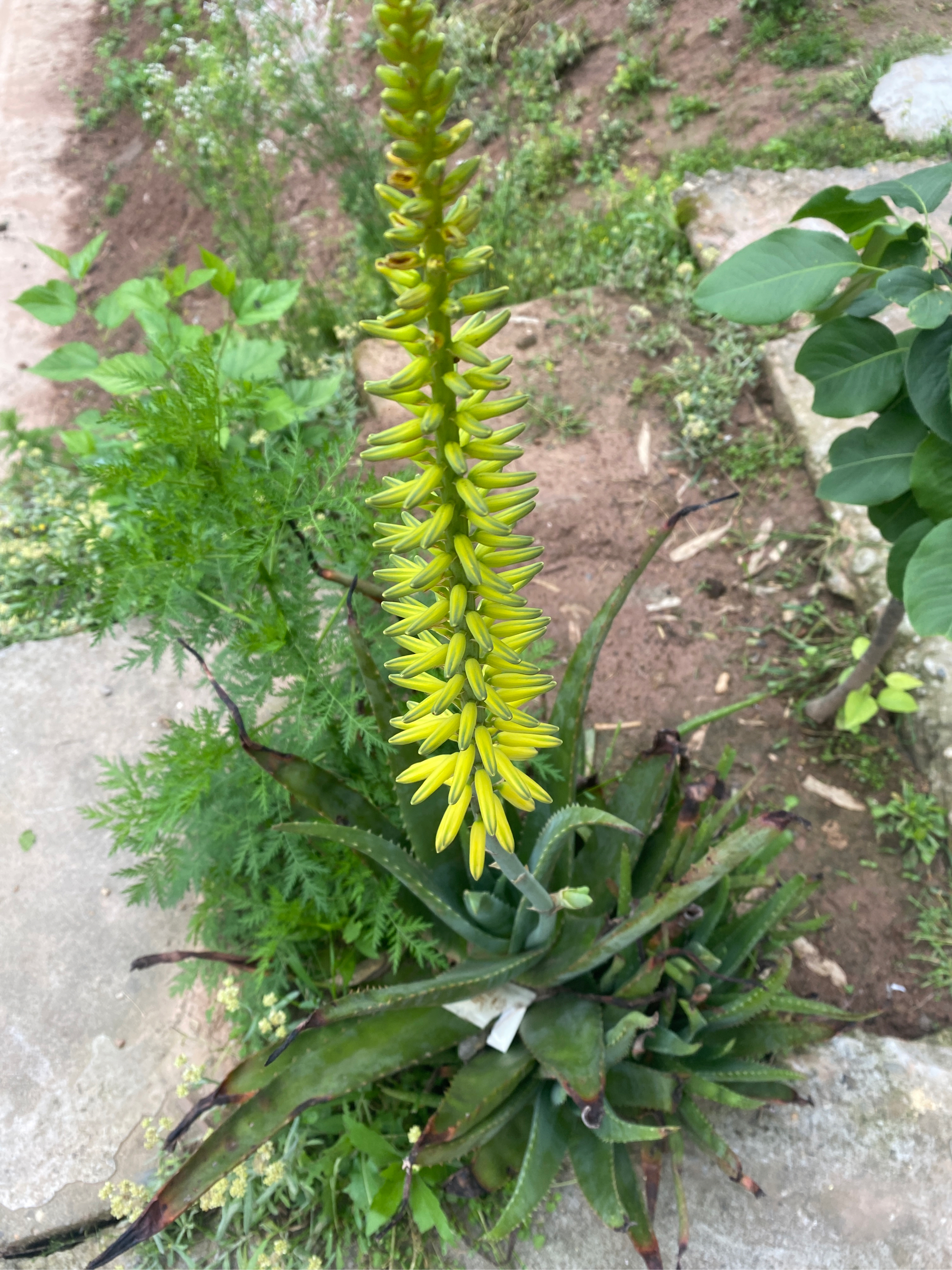 芦荟多长时间开花图片