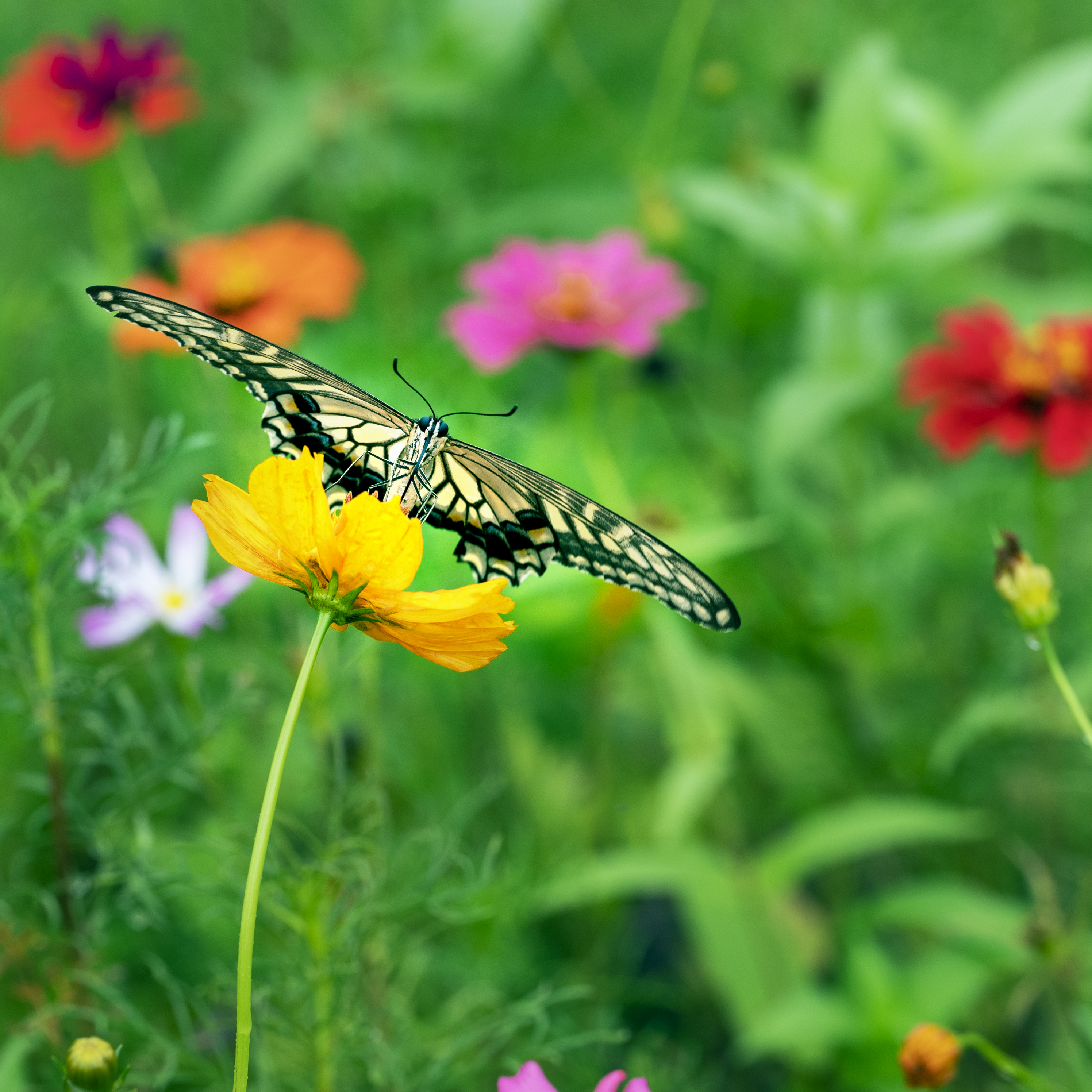 摄影爱好者联盟# 蝴蝶采花