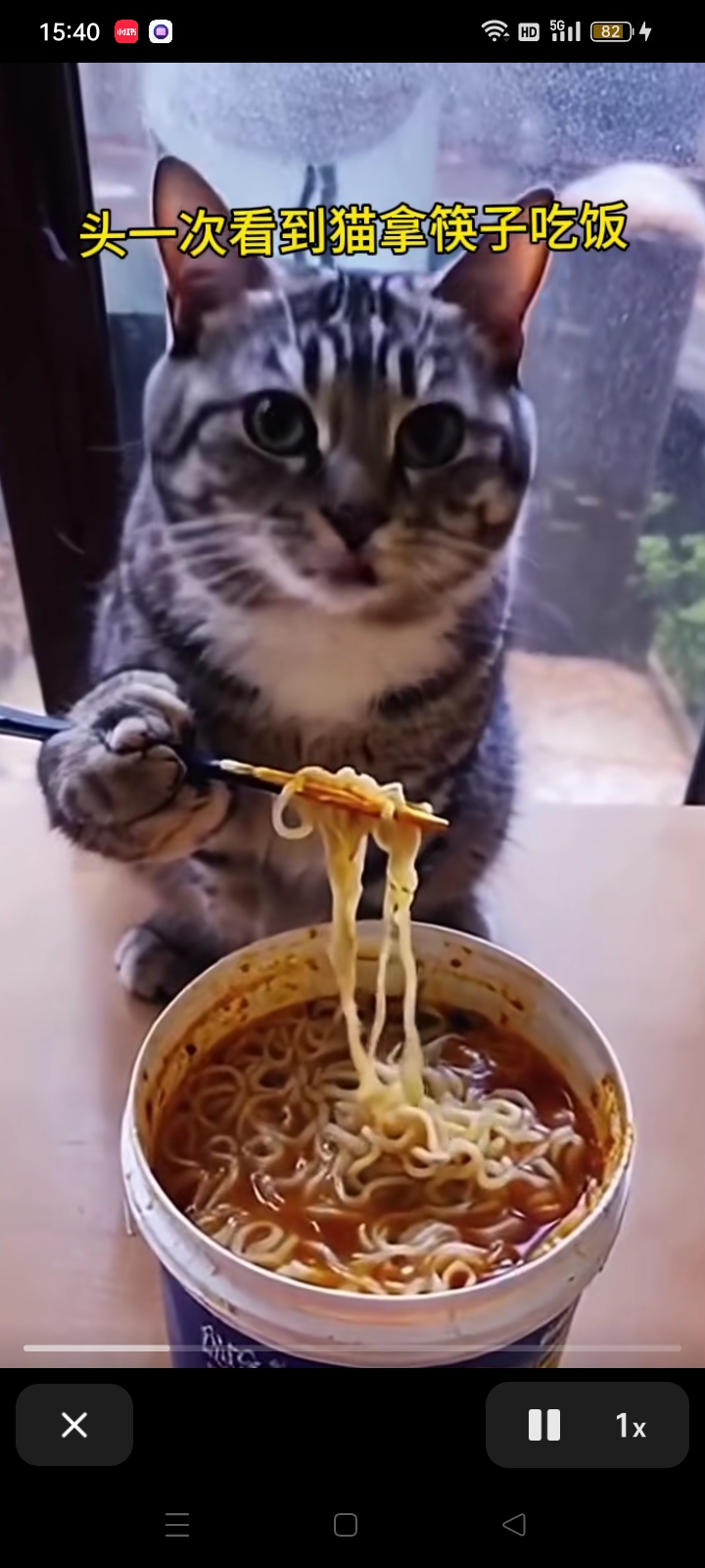 怀疑人生,这猫比我会用筷子,你认为呢