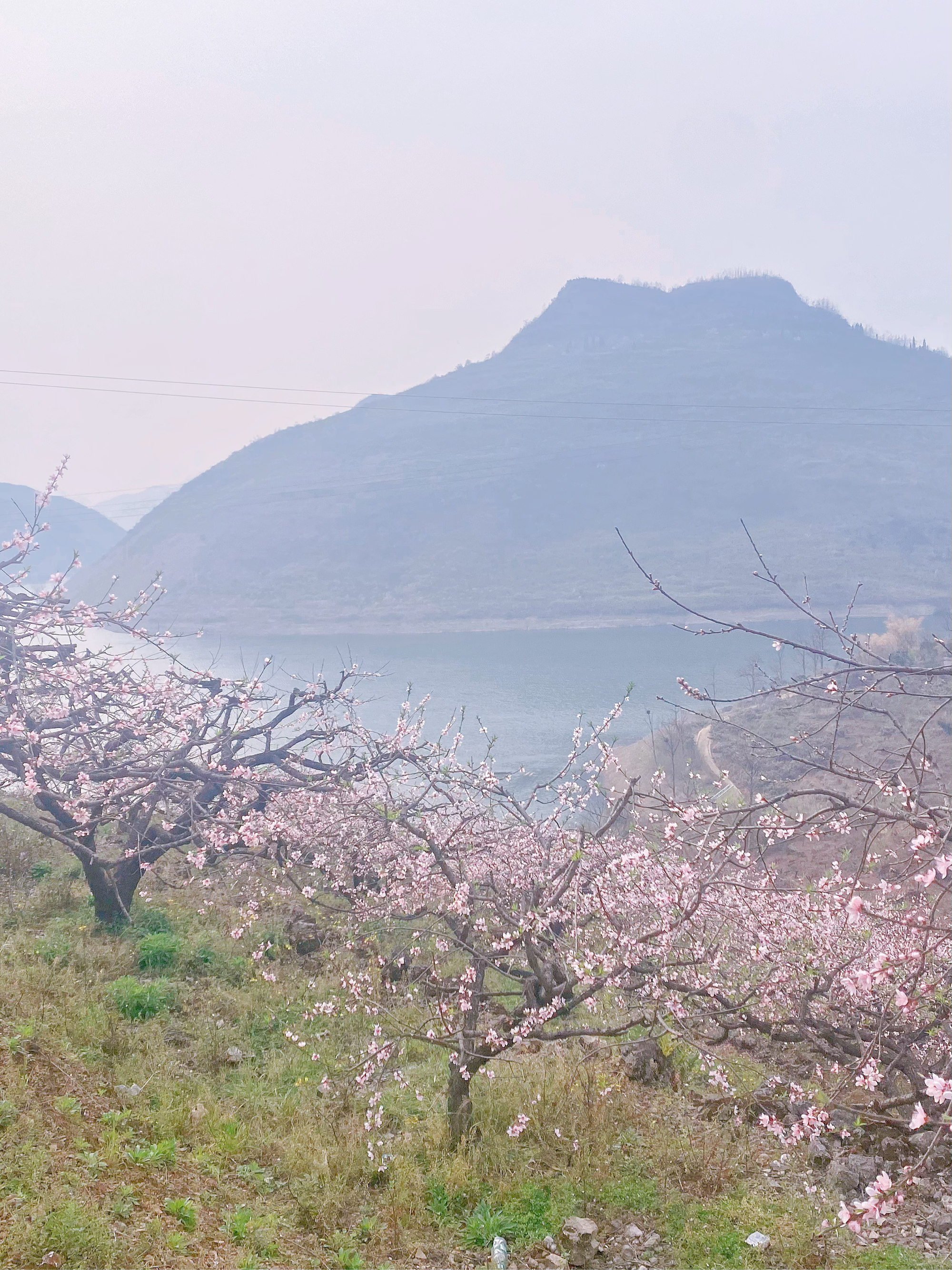 泗洪桃花岛风景区图片