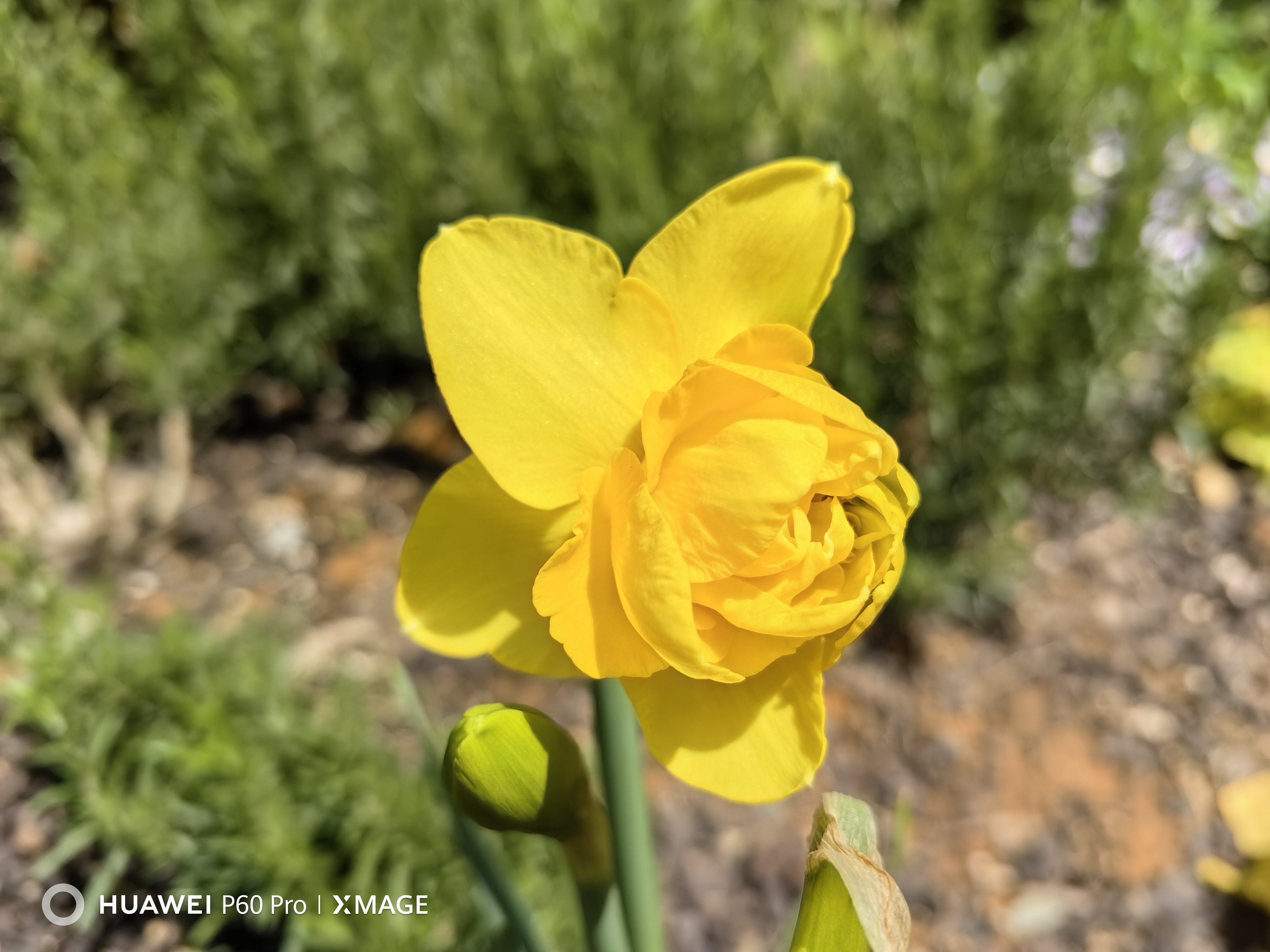 球根花卉黄水仙, 迎风站立舞蹁跹. 天生高贵容姿飒, 名门显赫气宇轩.