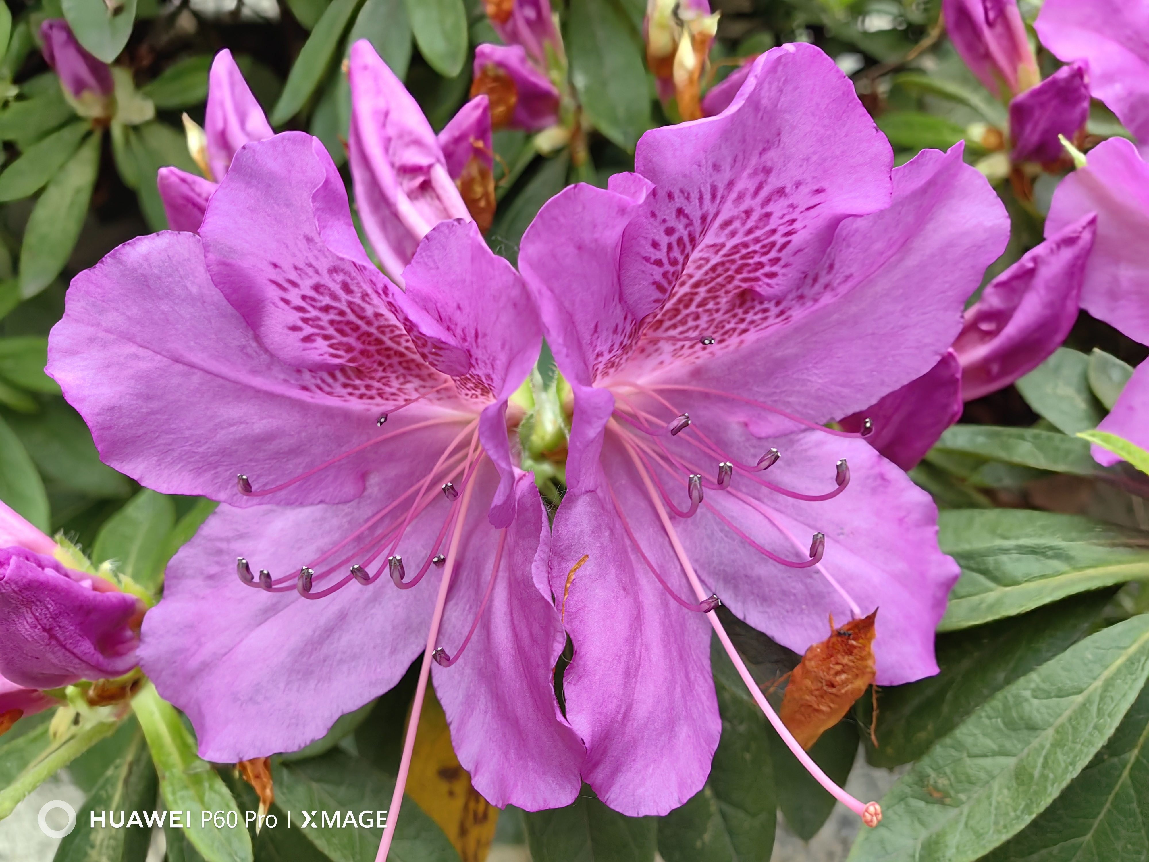 花中西施杜鹃红, 红花开盛入眼瞳. 瞳心相聚随春意, 意满山河启夏程.