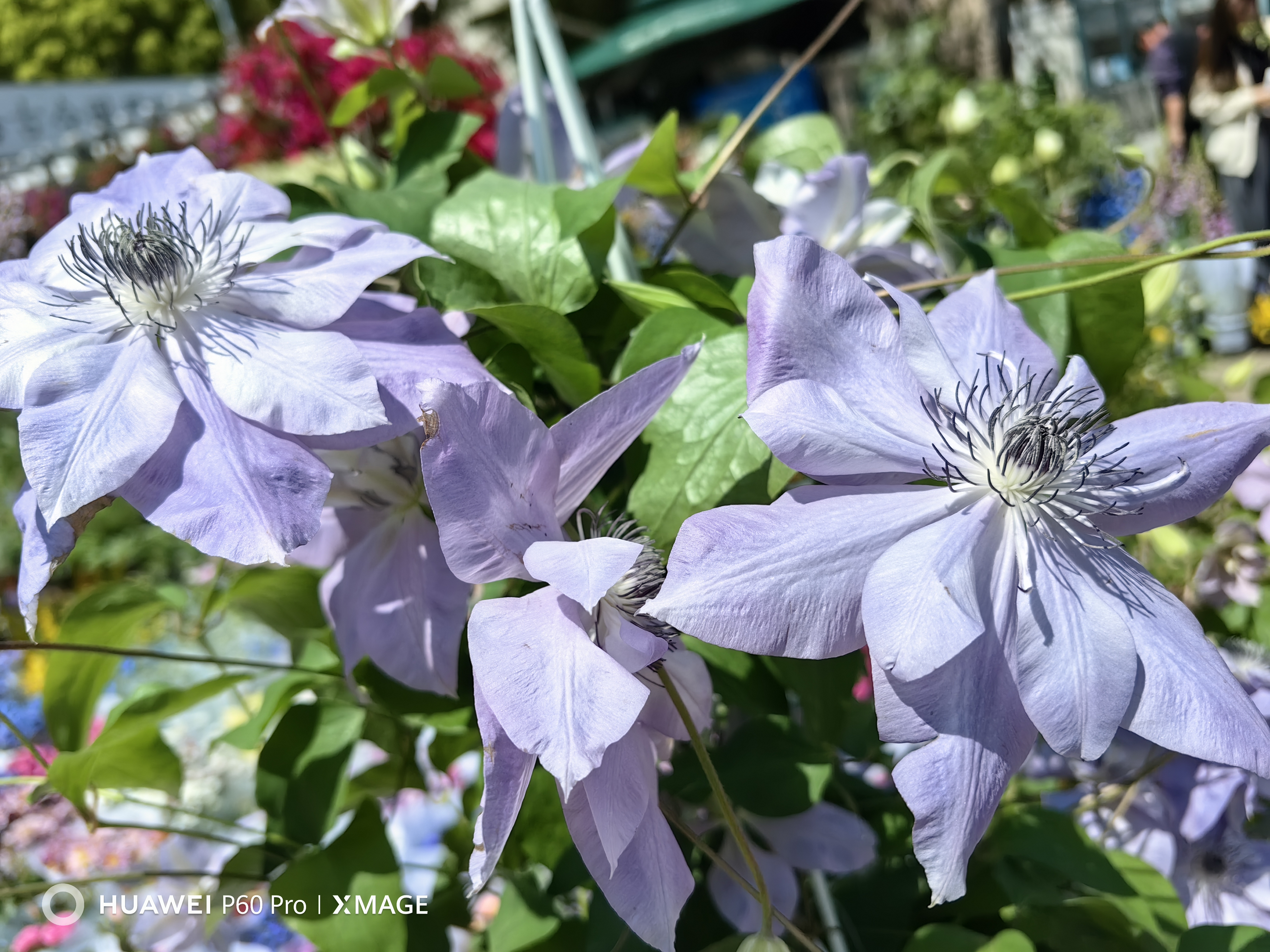 藤本皇后铁线莲, 皮实宜养展值颜. 千家种绿清新雅, 四季播春花绕缠.