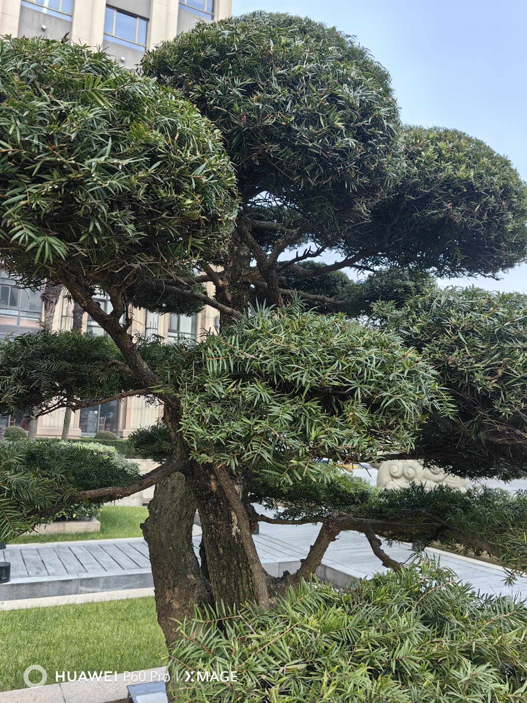 《油杉》 铁干撑开立高标, 虬枝挽住四时娇