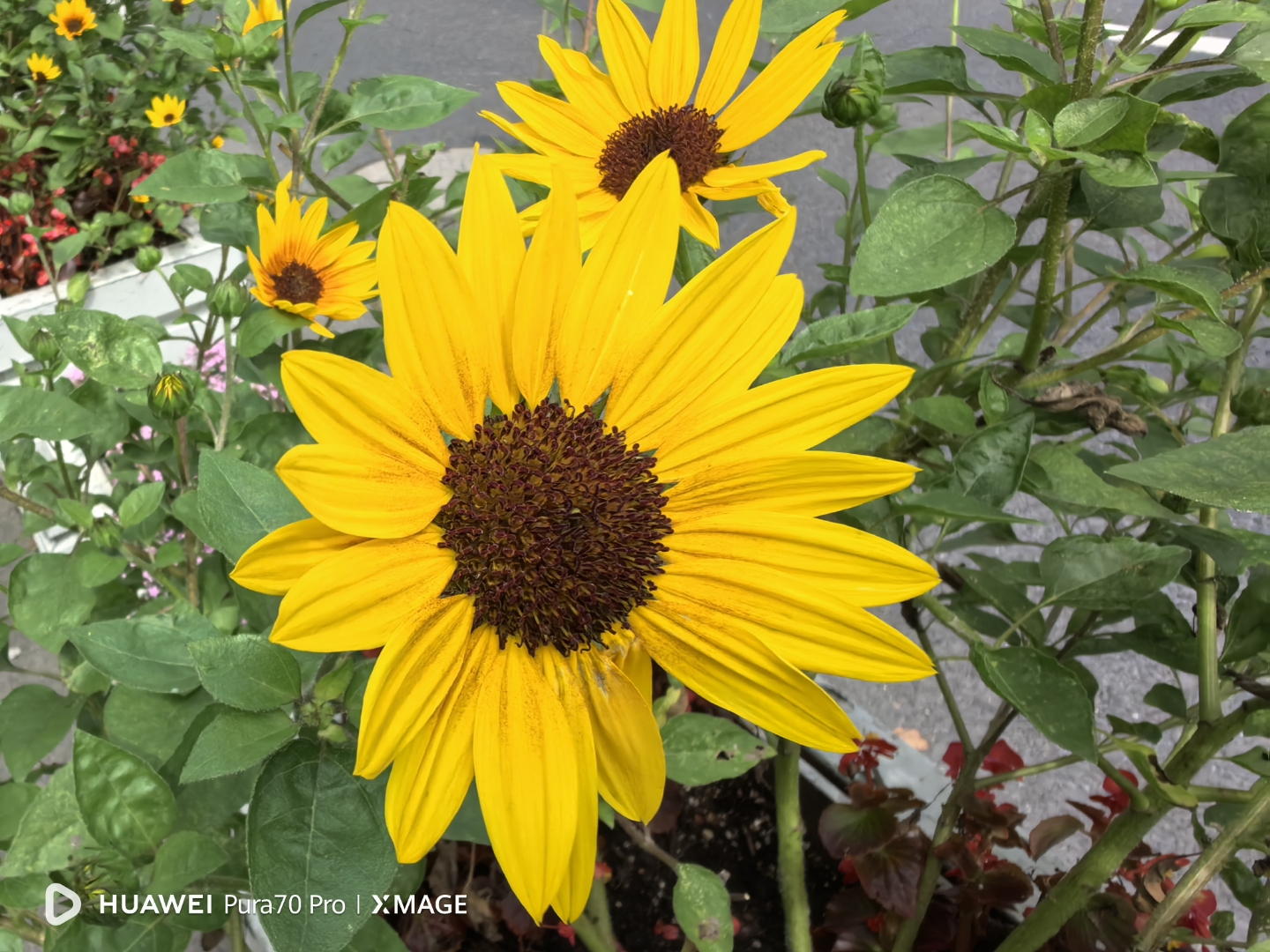 昂首倾忱凝劲节, 垂头蕴秀籽初成.#每日一花草