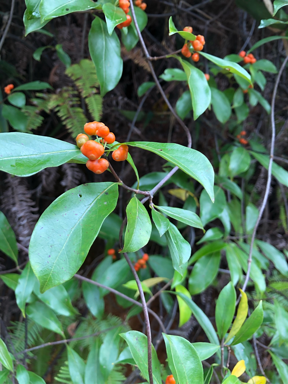 归经 归肾经. 功效 祛风除湿,补肾止血.