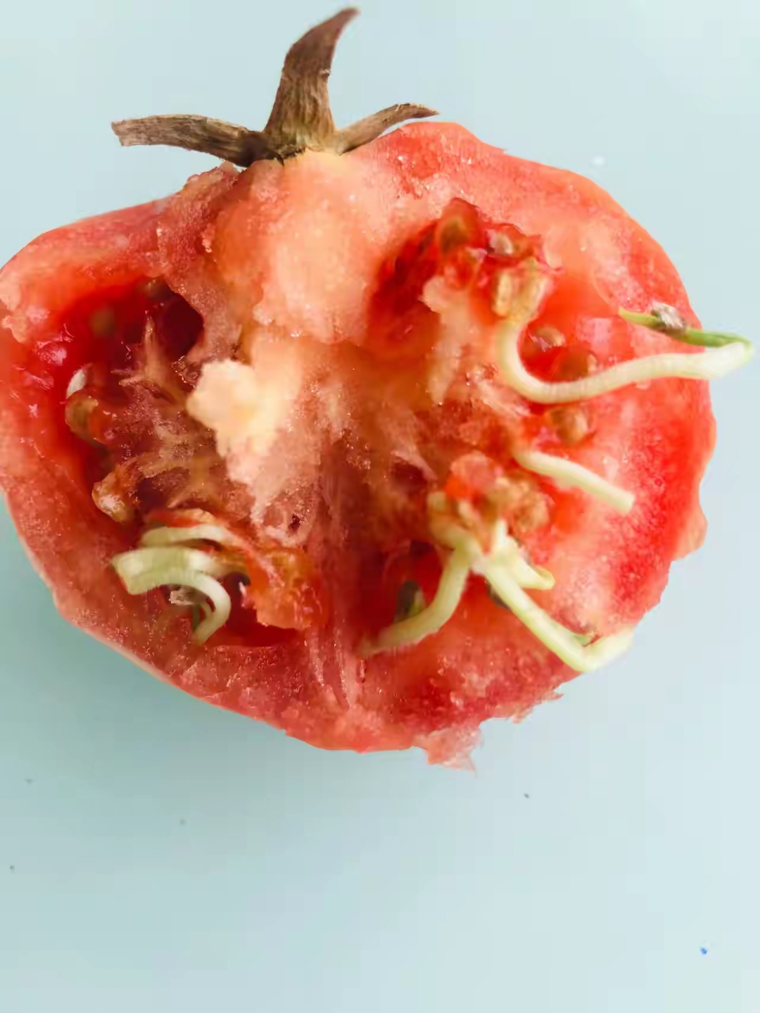 这个西红柿,在家里餐桌常温下放置两个月,通过两个月的观察现在变成