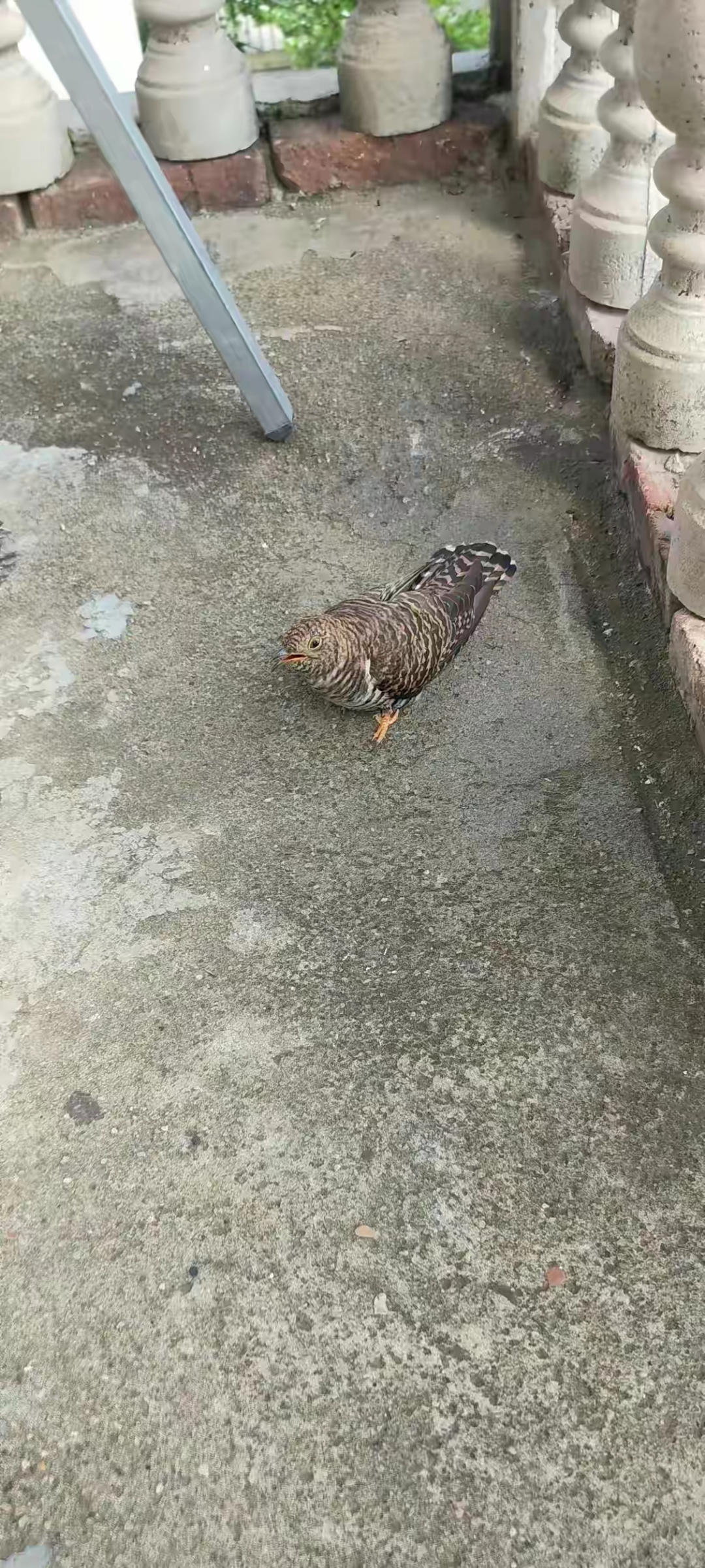 在阳台帮妈妈收衣服时看到的怪鸟,停在地上一动不动,花纹很像猫头鹰