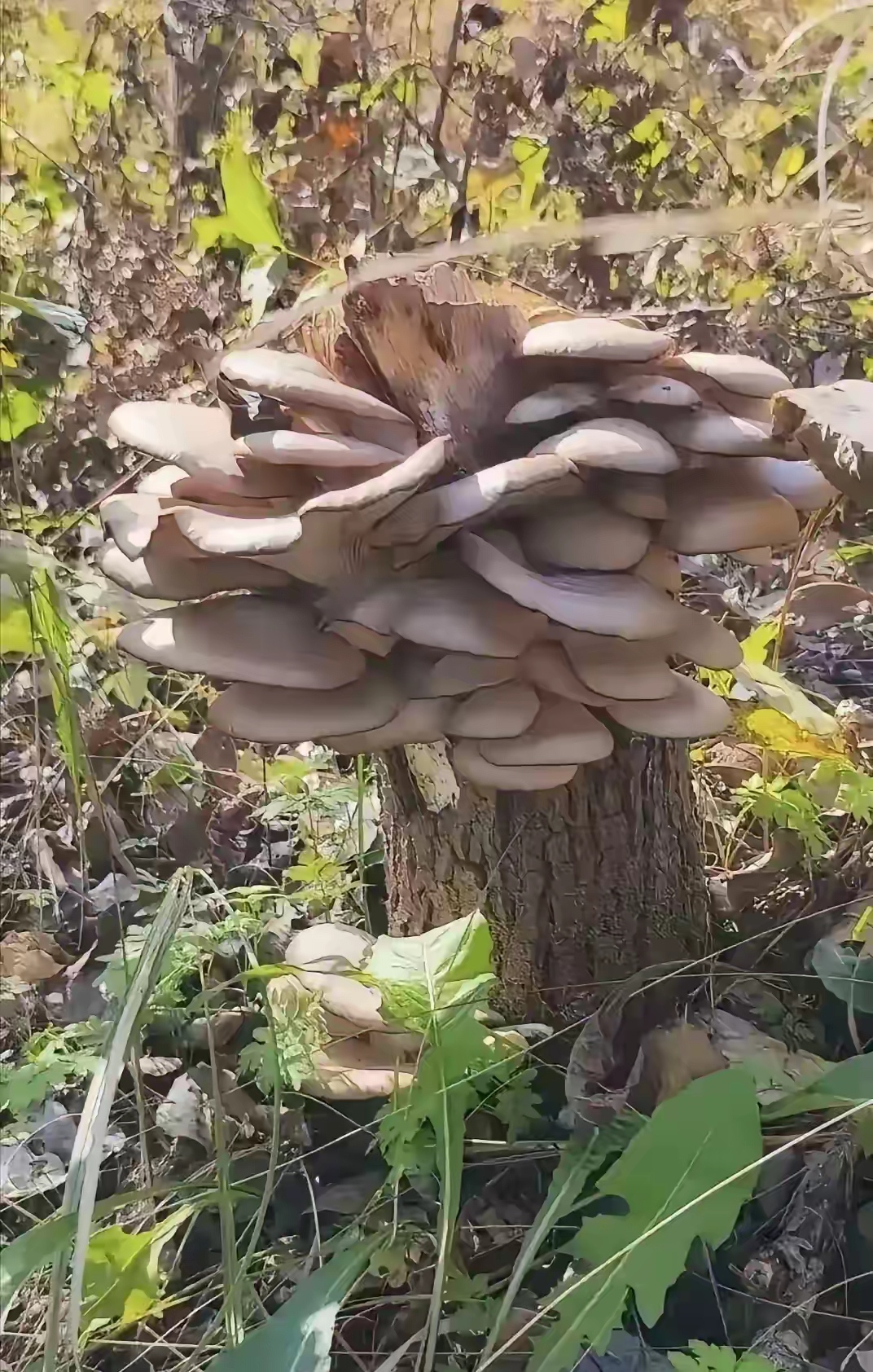 不能吃的柳树蘑菇图片图片