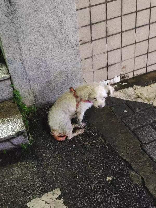 小区门口有一直小狗,淋着雨,看着很悲哀的样子,是被遗弃了吗?