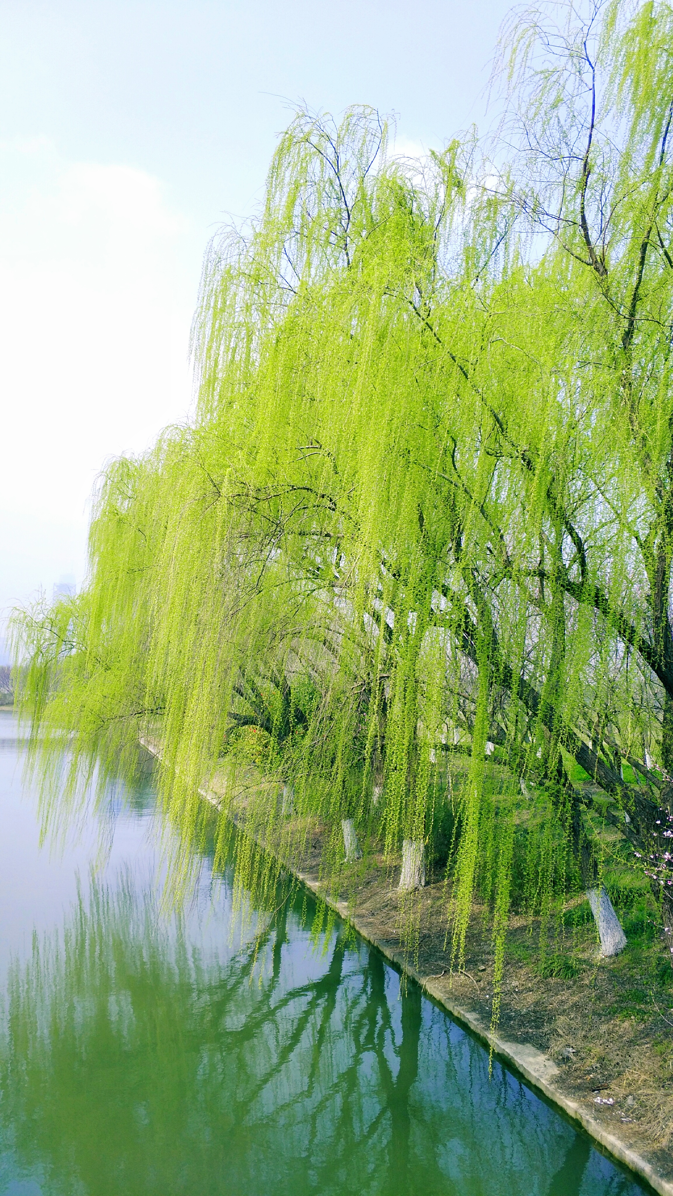 春风春雨春情厚,柳吻春波