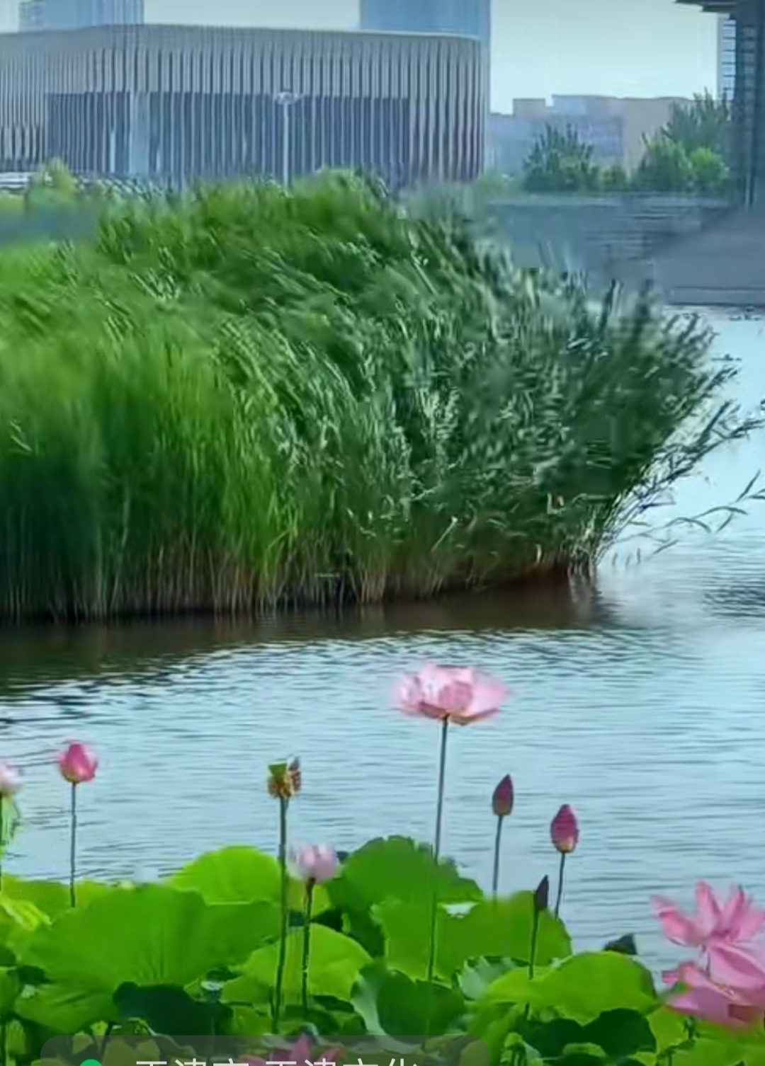 风摇荷花芦苇醉        下联?