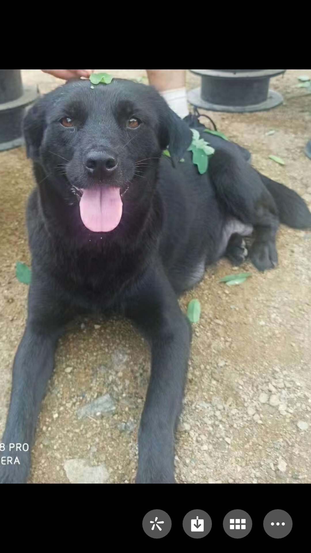 三个月大了,按照秋灵诚黄犬标准,很像,黑嘴巴,黑鼻子,黑眼眉,黑胡须